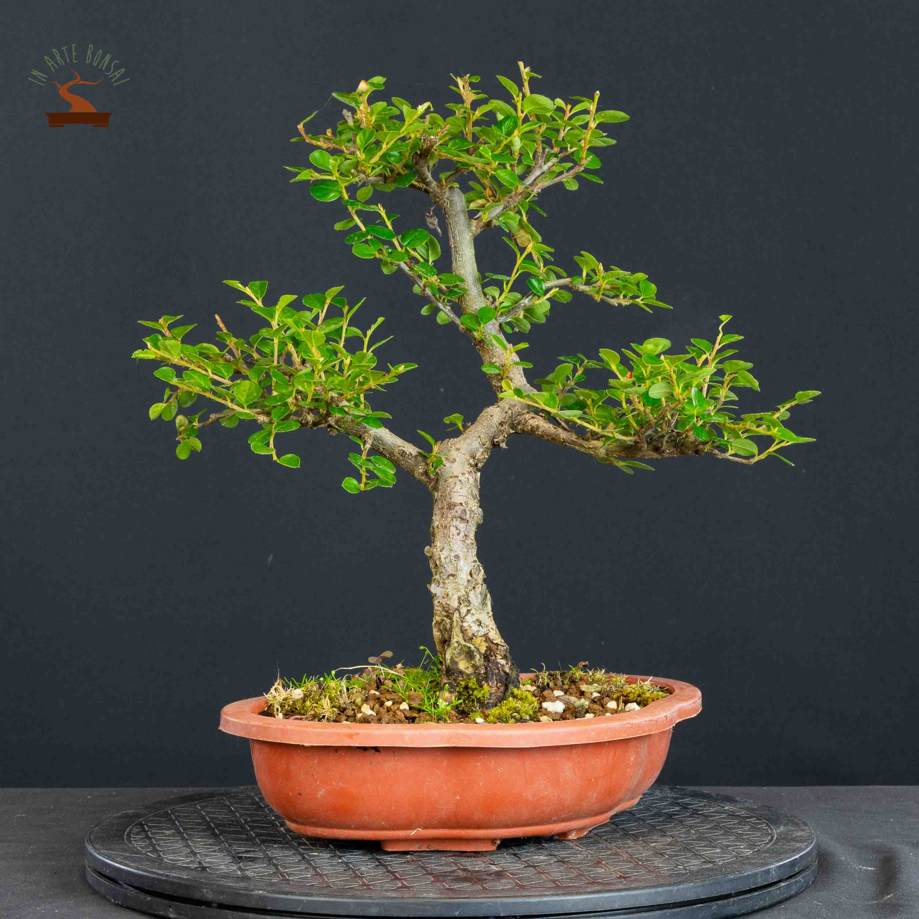 Cotoneaster horizontalis
