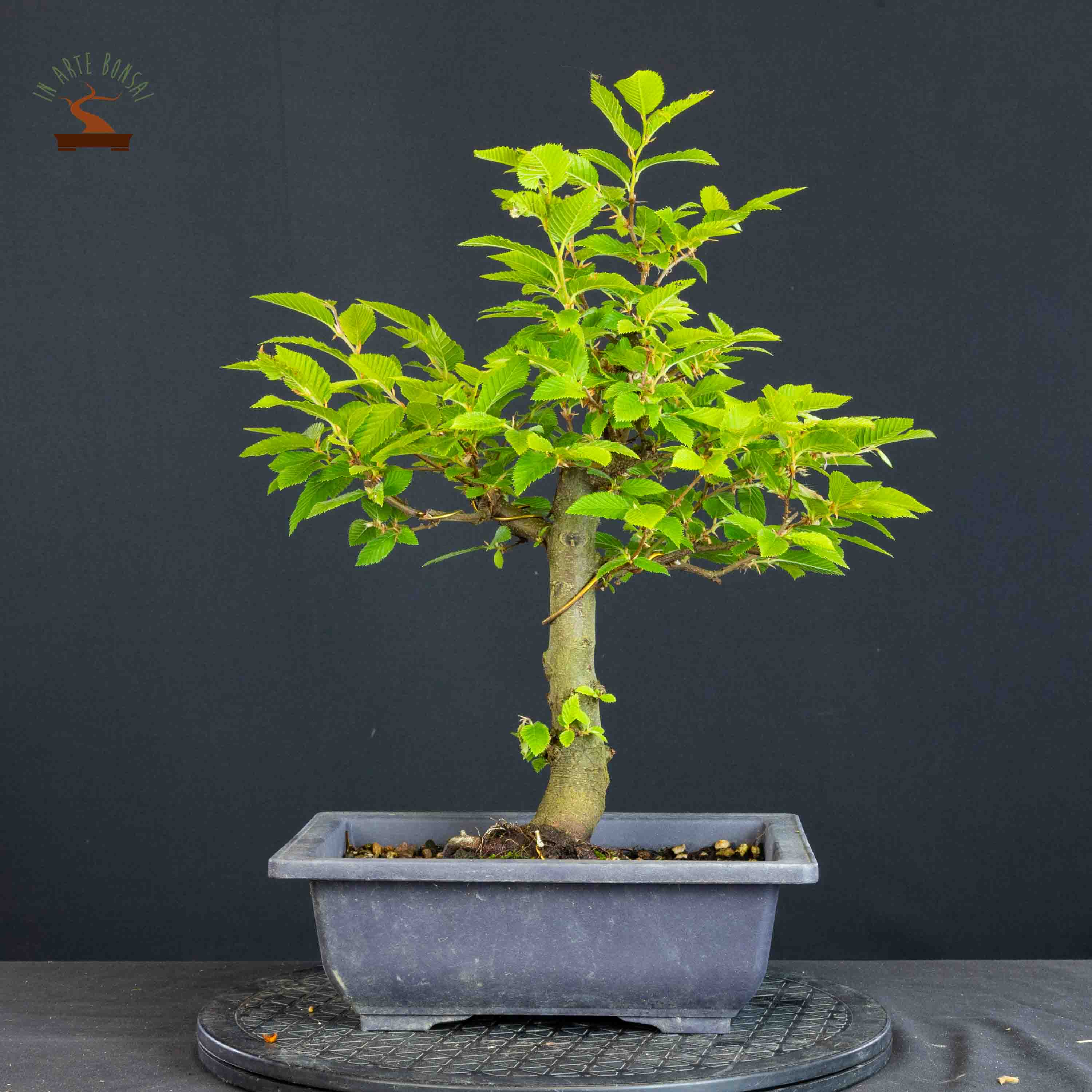 Ostrya carpinifolia