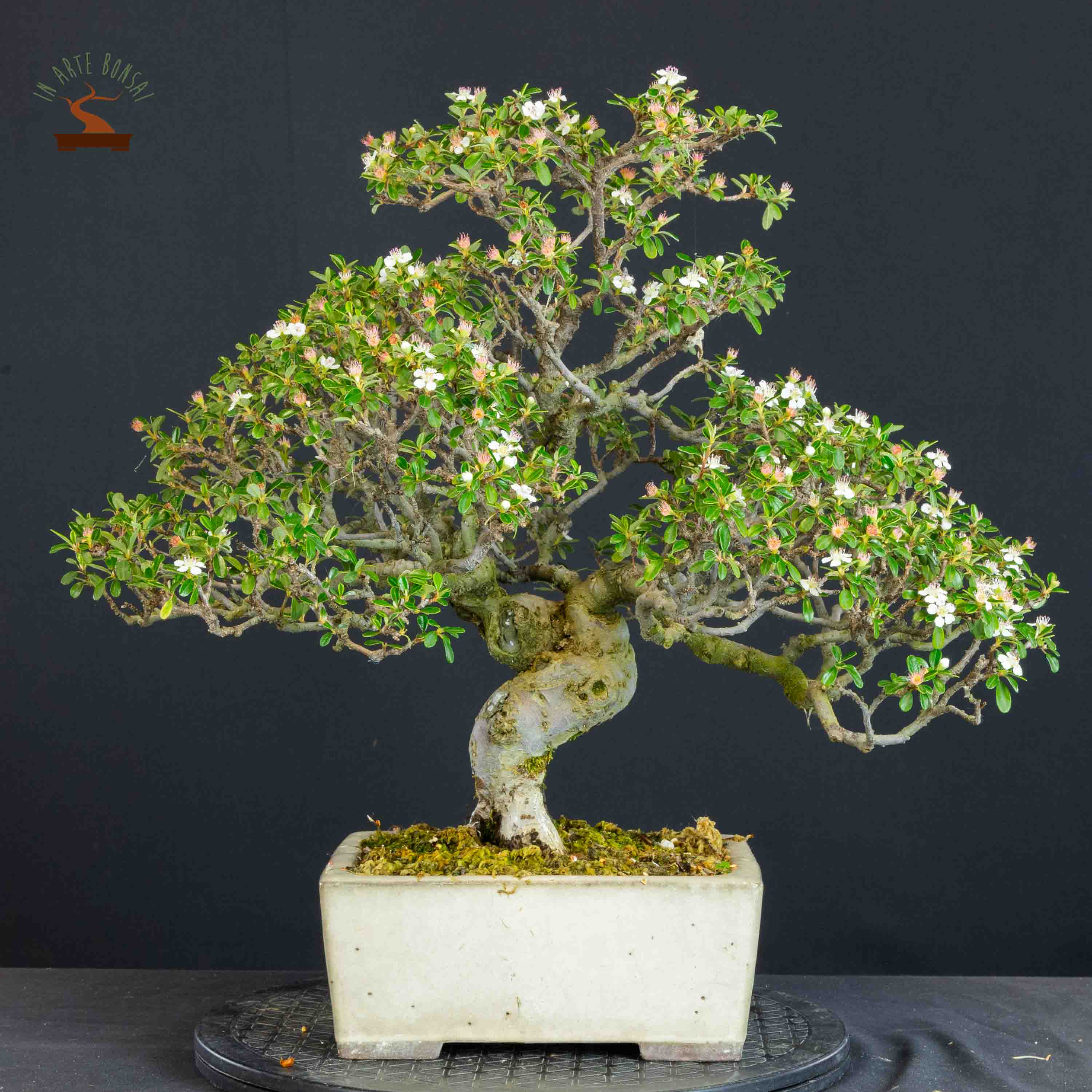 Cotoneaster microphyllus