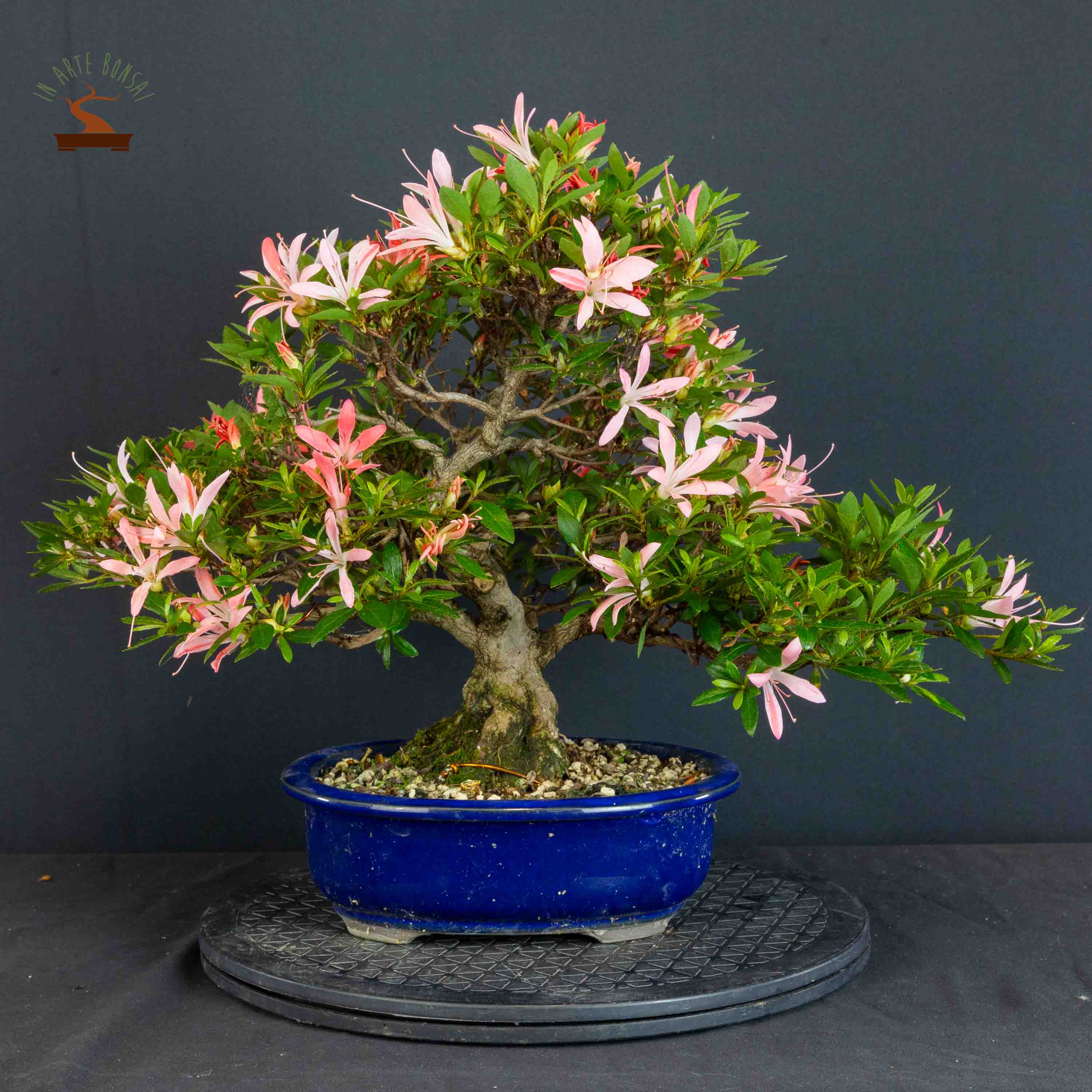 Azalea satsuki var. akatsuki no hikari