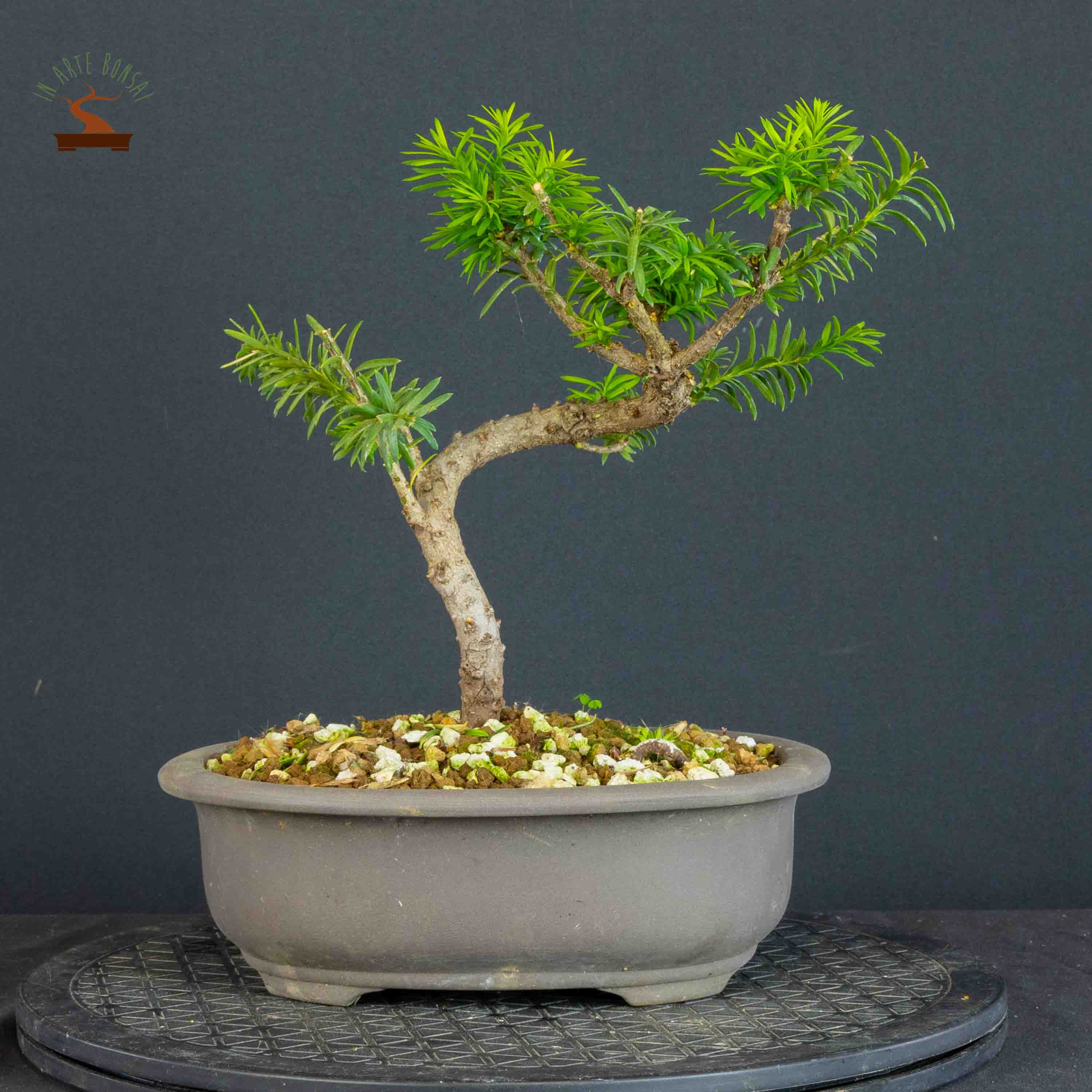 Taxus cuspidata