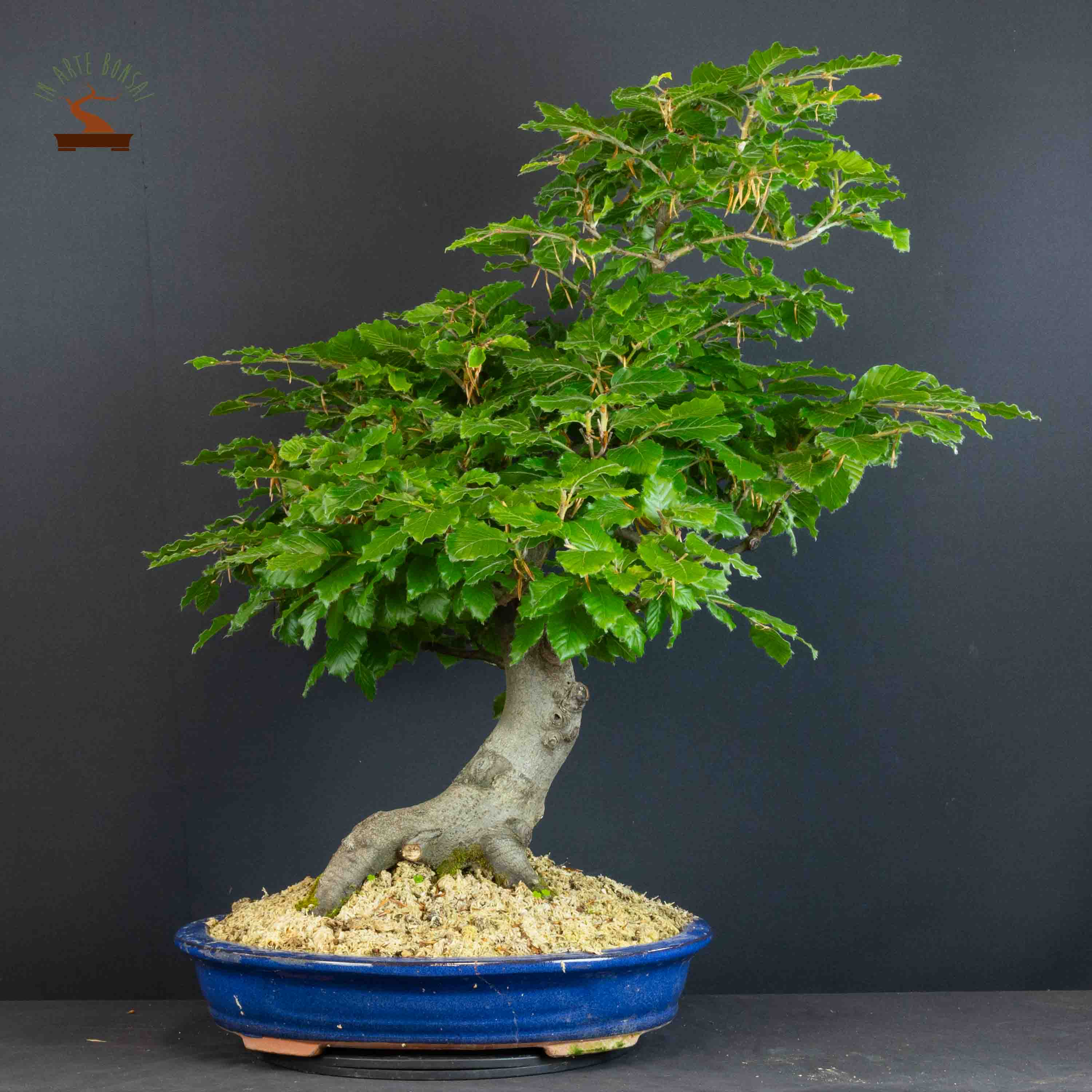 Fagus sylvatica