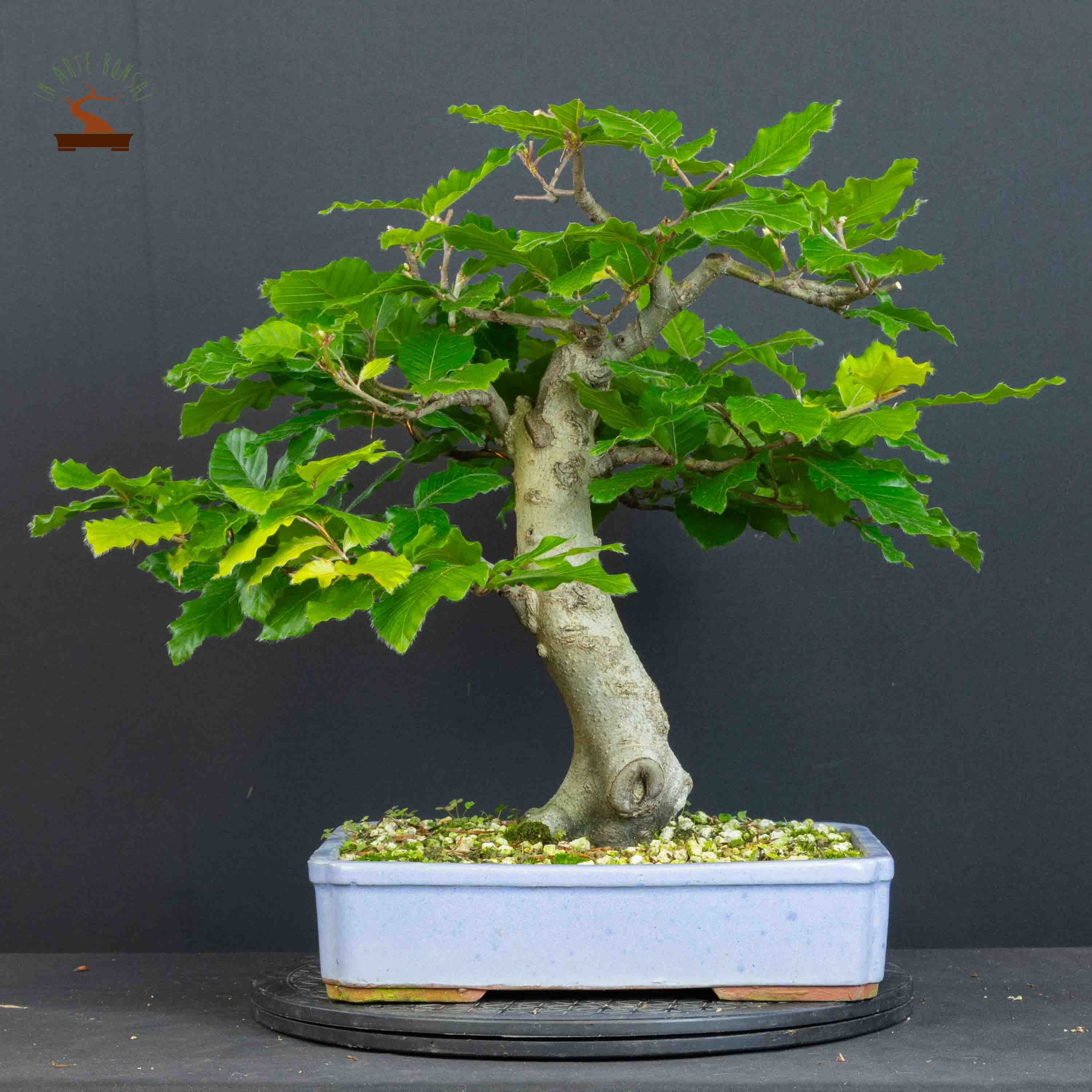 Fagus sylvatica