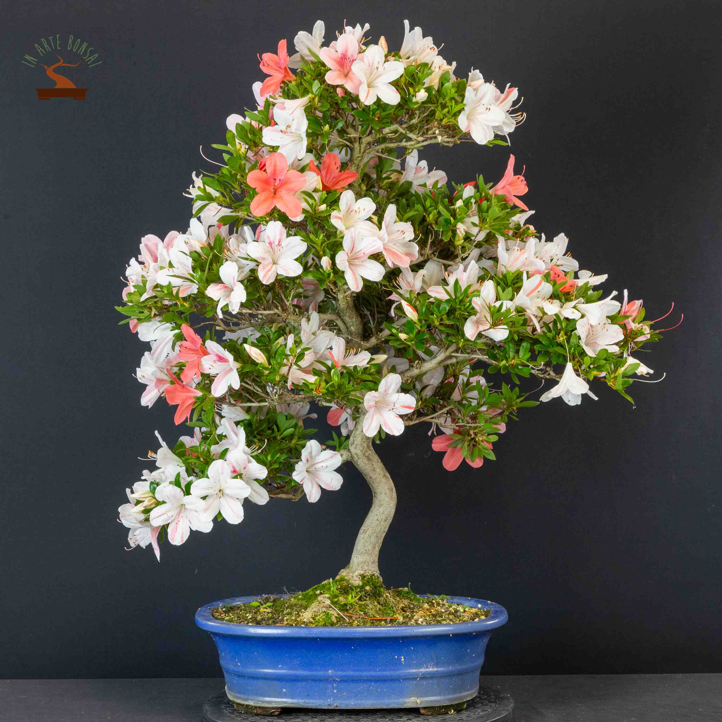Azalea satsuki var. matsunami