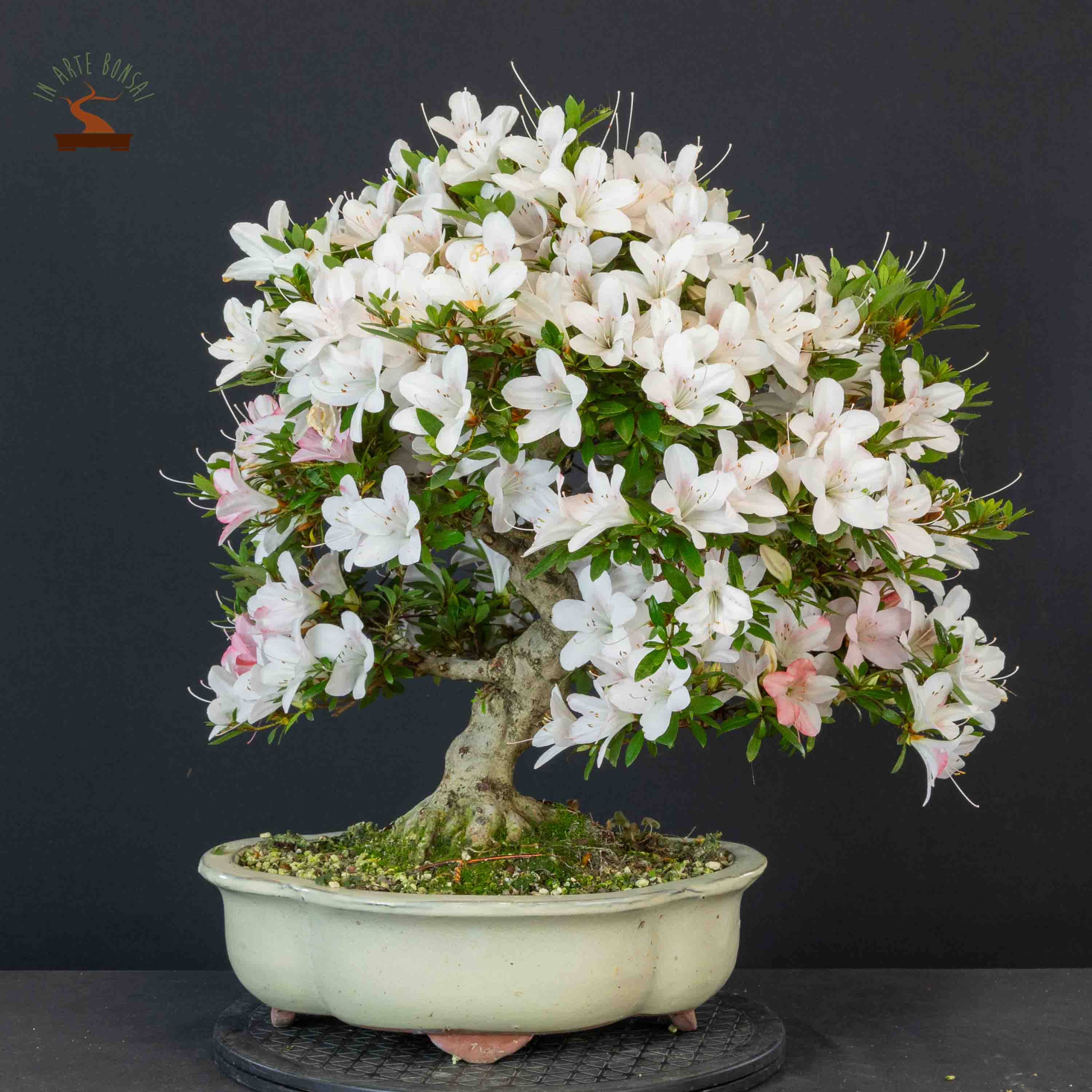 Azalea satsuki var. zuiun