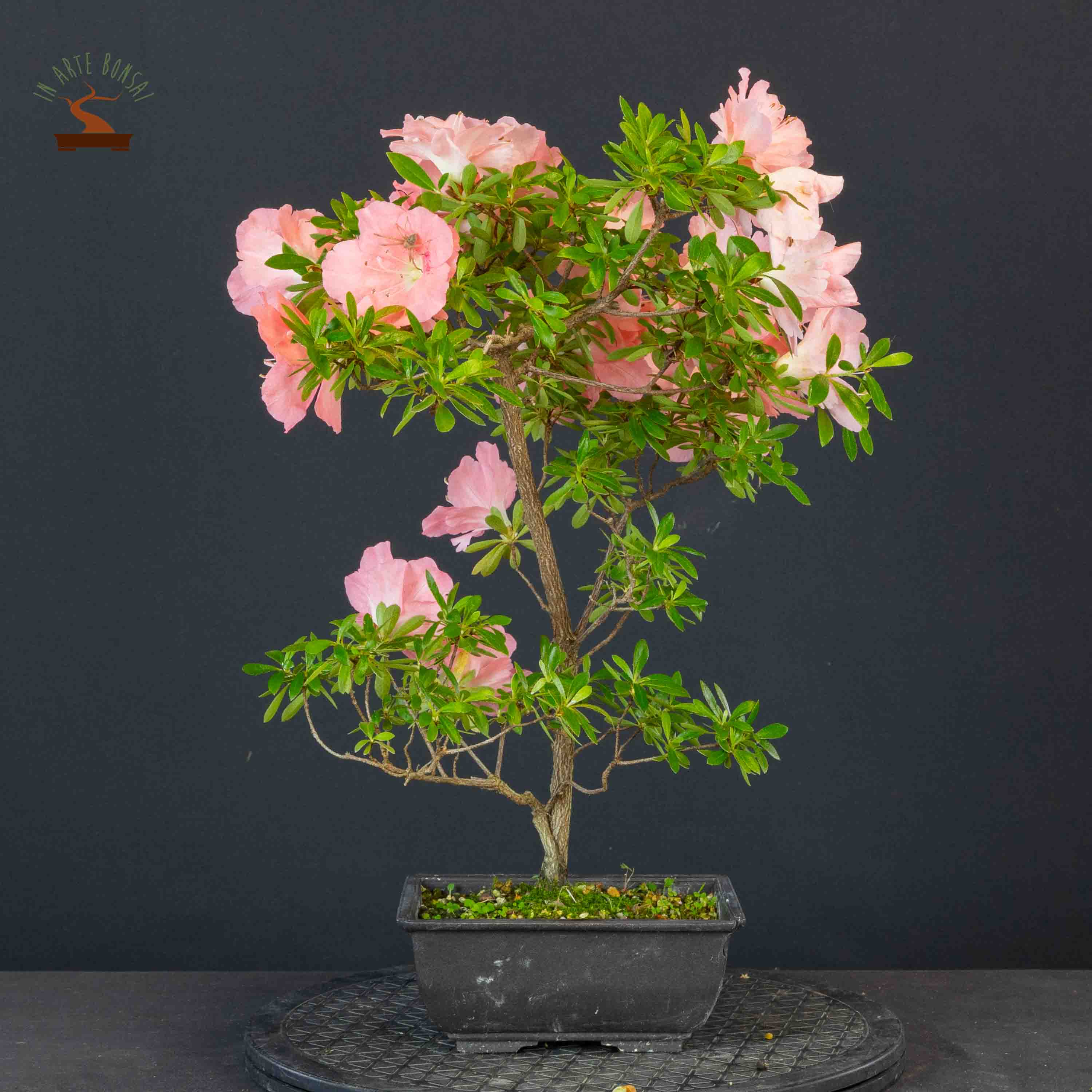 Azalea satsuki var. wakaebisu