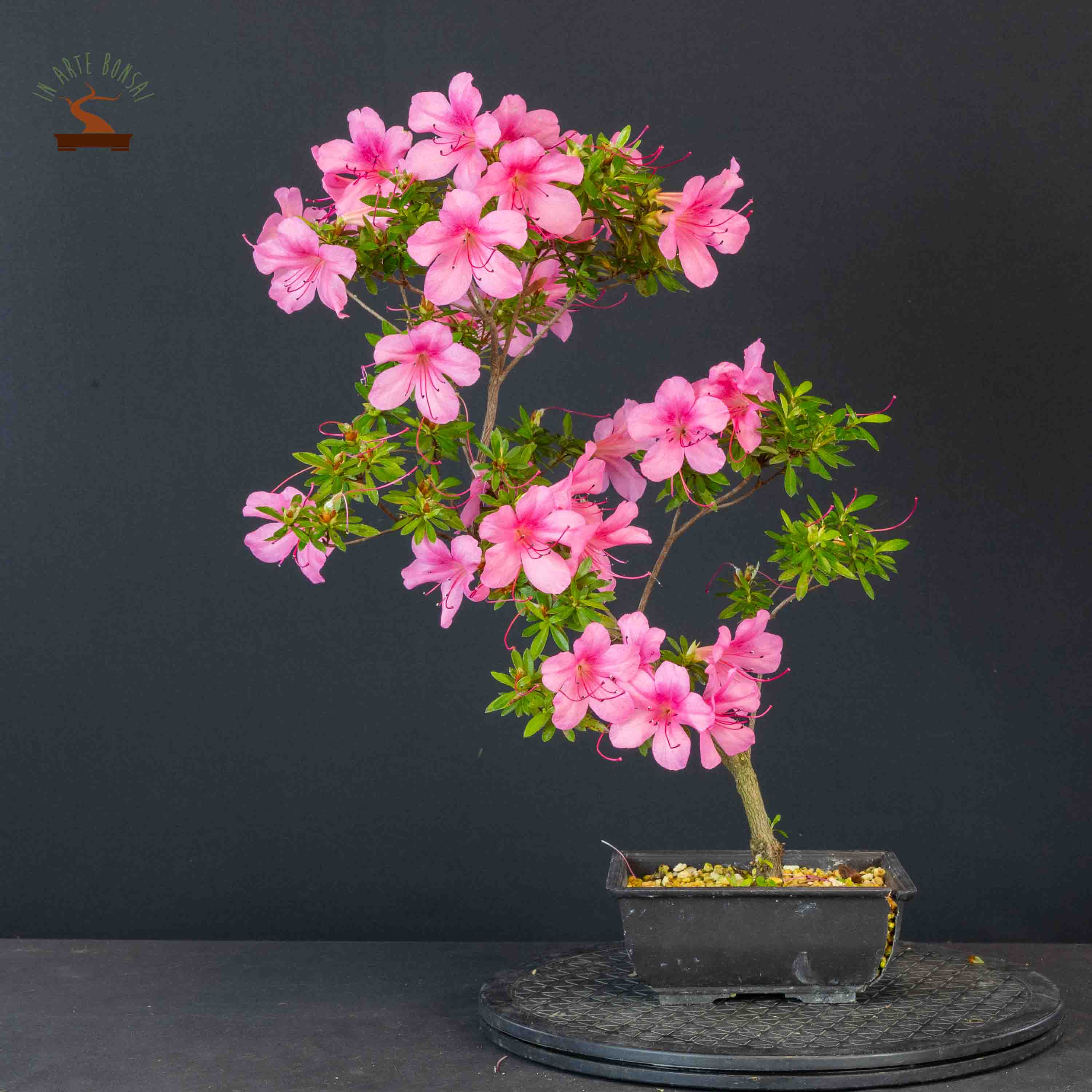 Azalea satsuki var. osakazuki