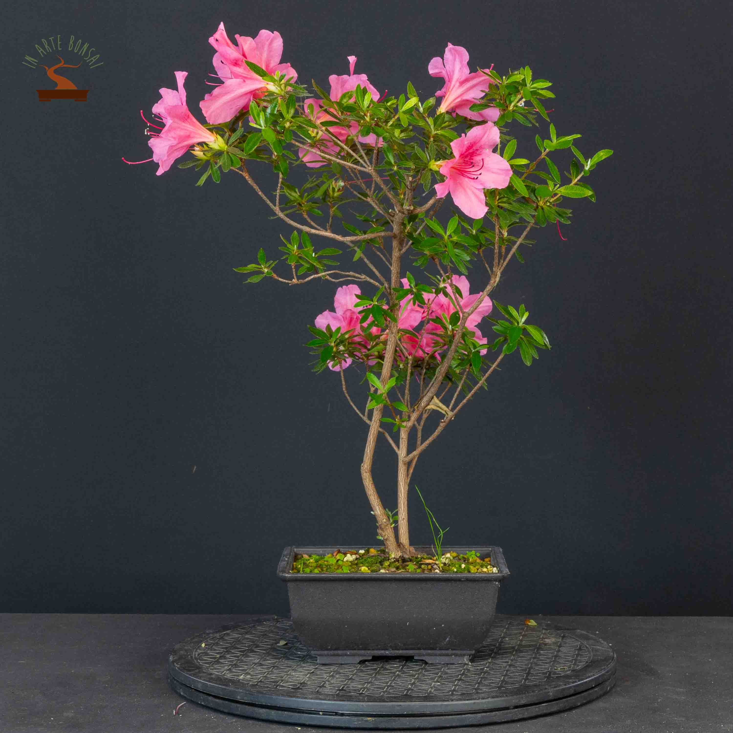 Azalea satsuki var. osakazuki