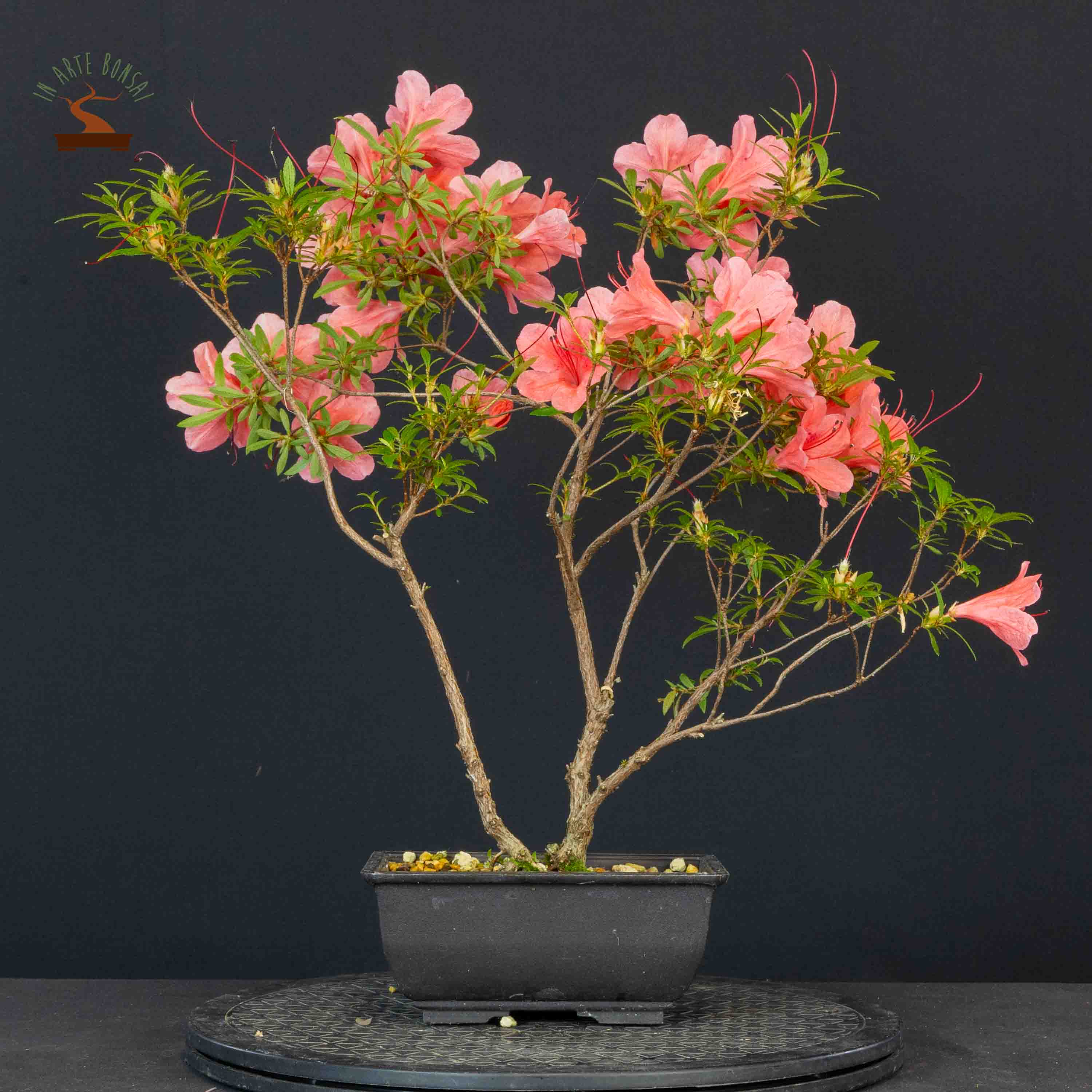 Azalea satsuki var. kinsai