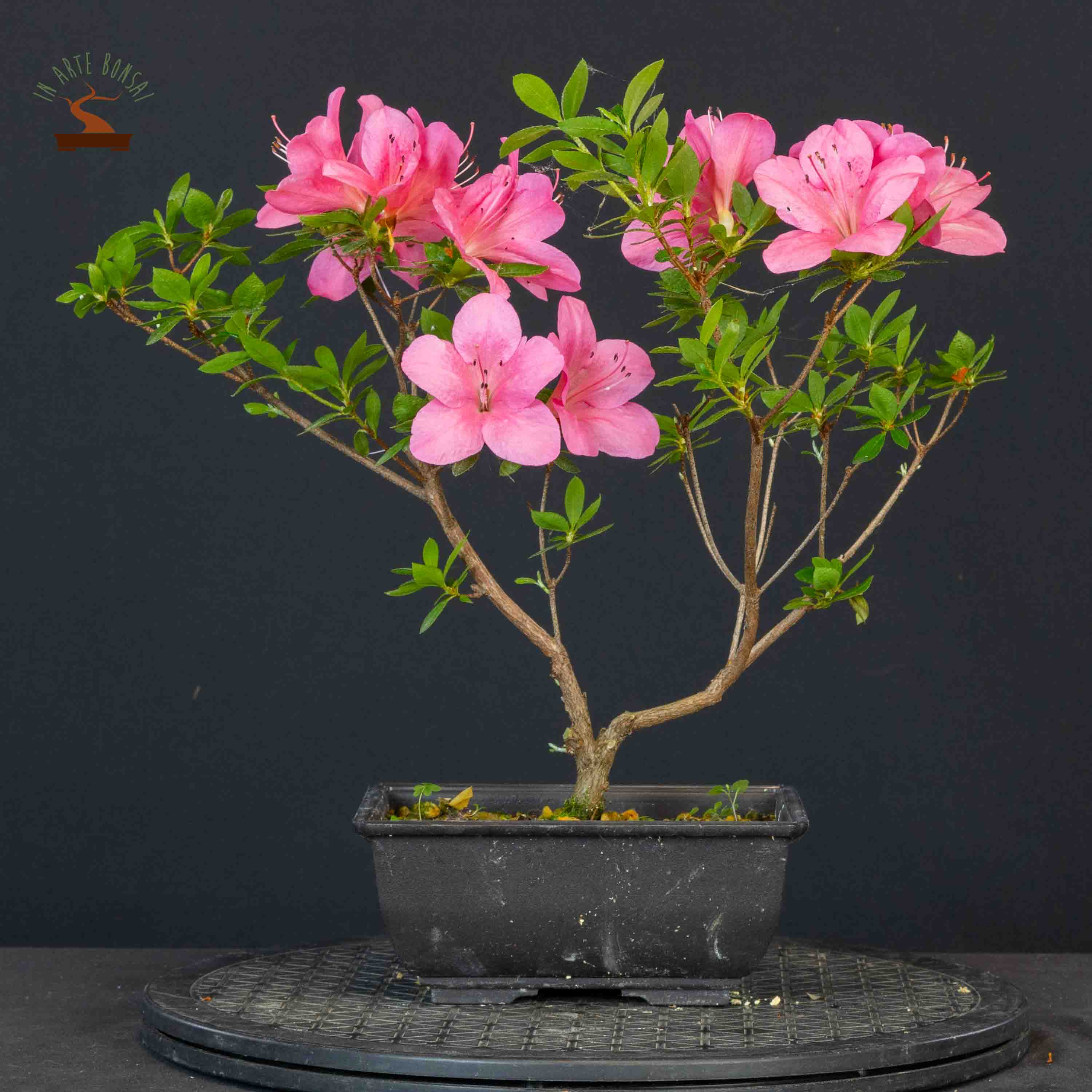 Azalea satsuki var. osakazuki
