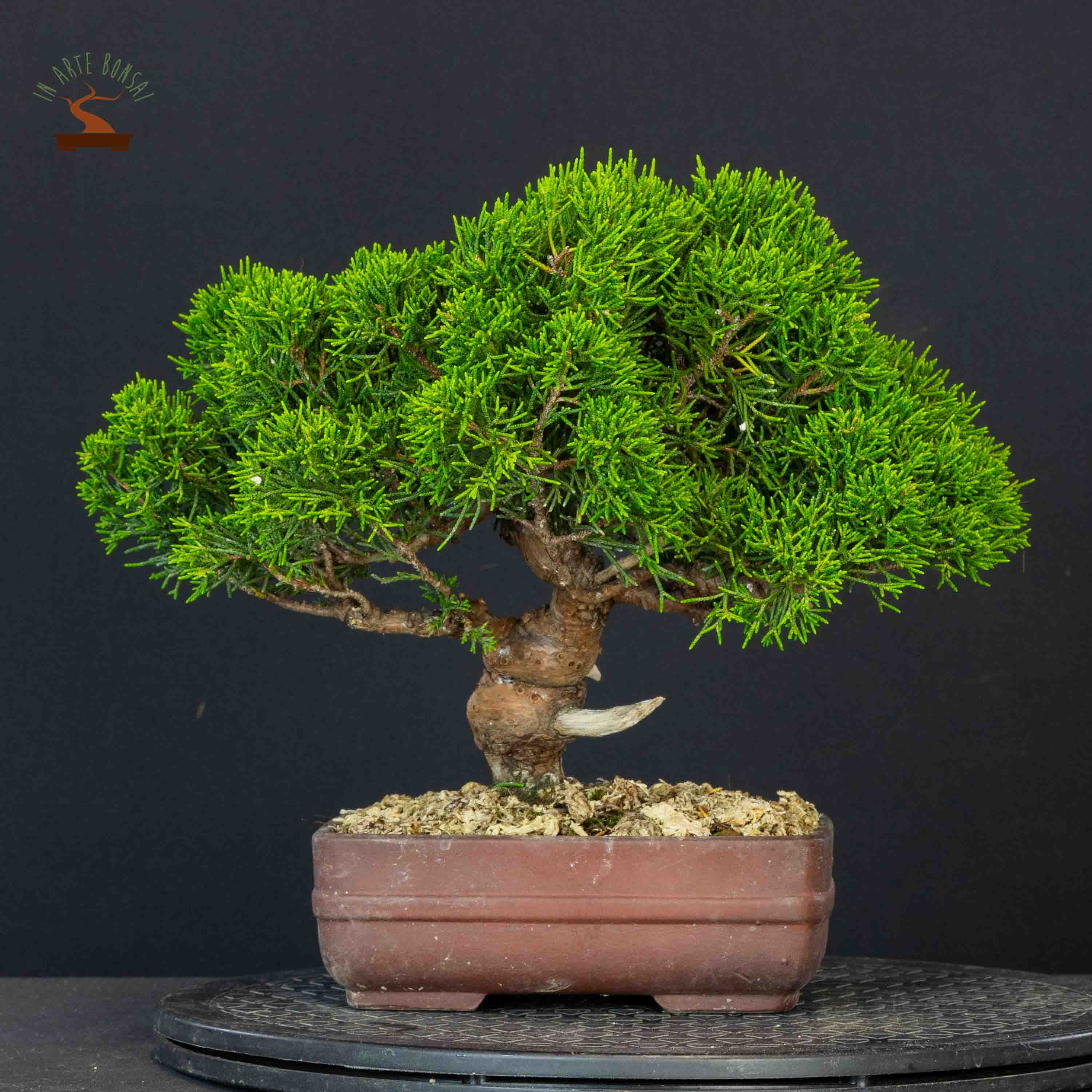 Juniperus chinensis var. Itoigawa