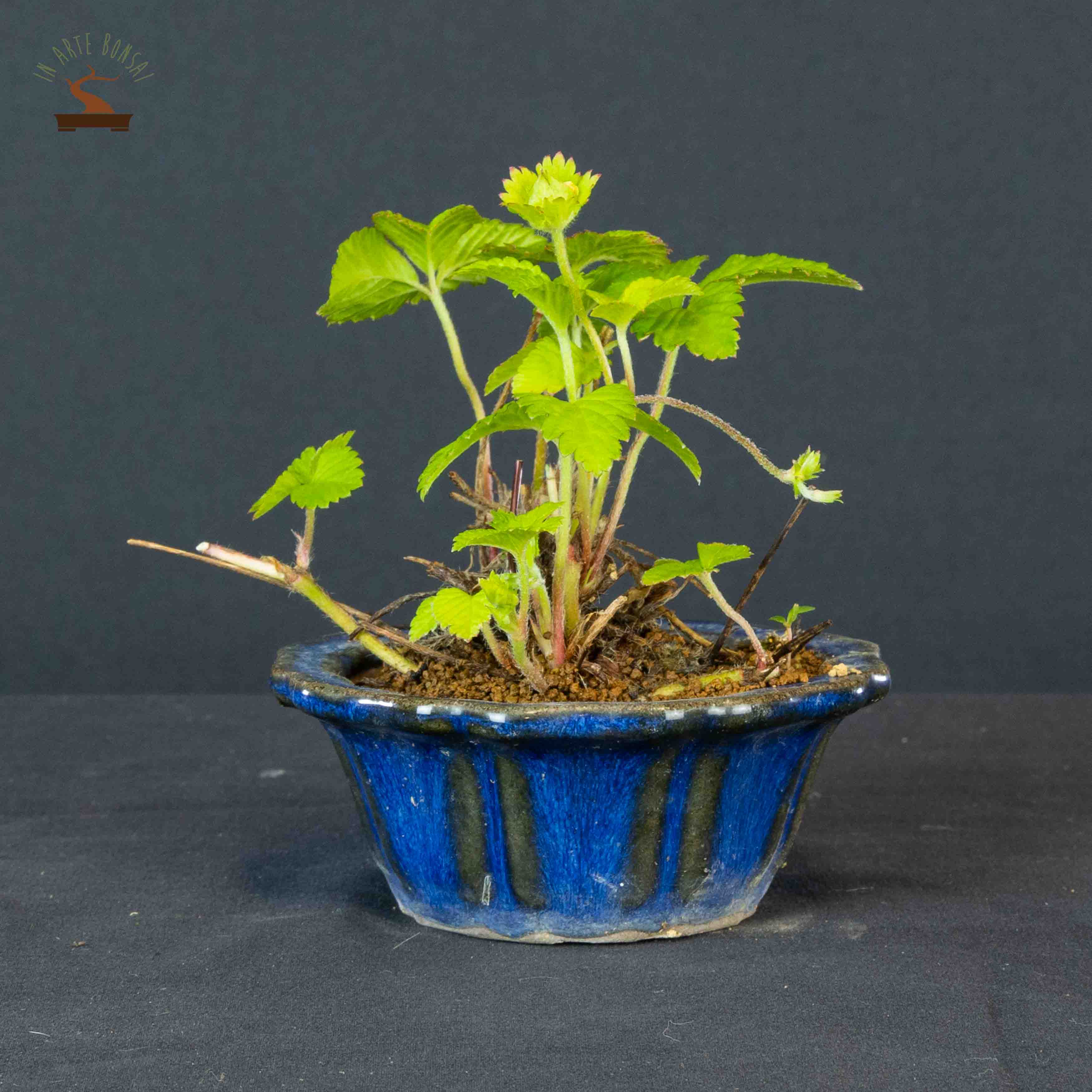 Fragaria