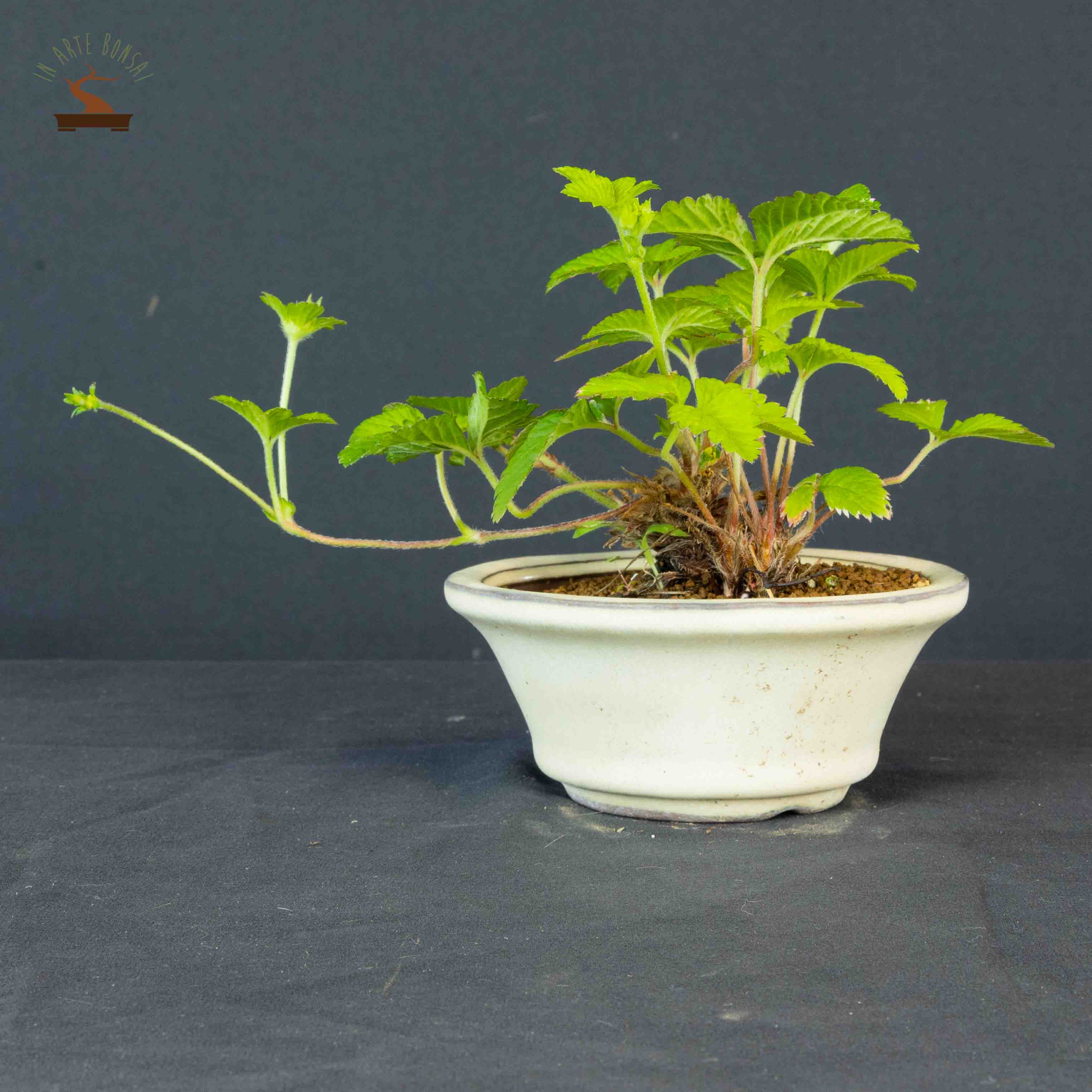 Fragaria