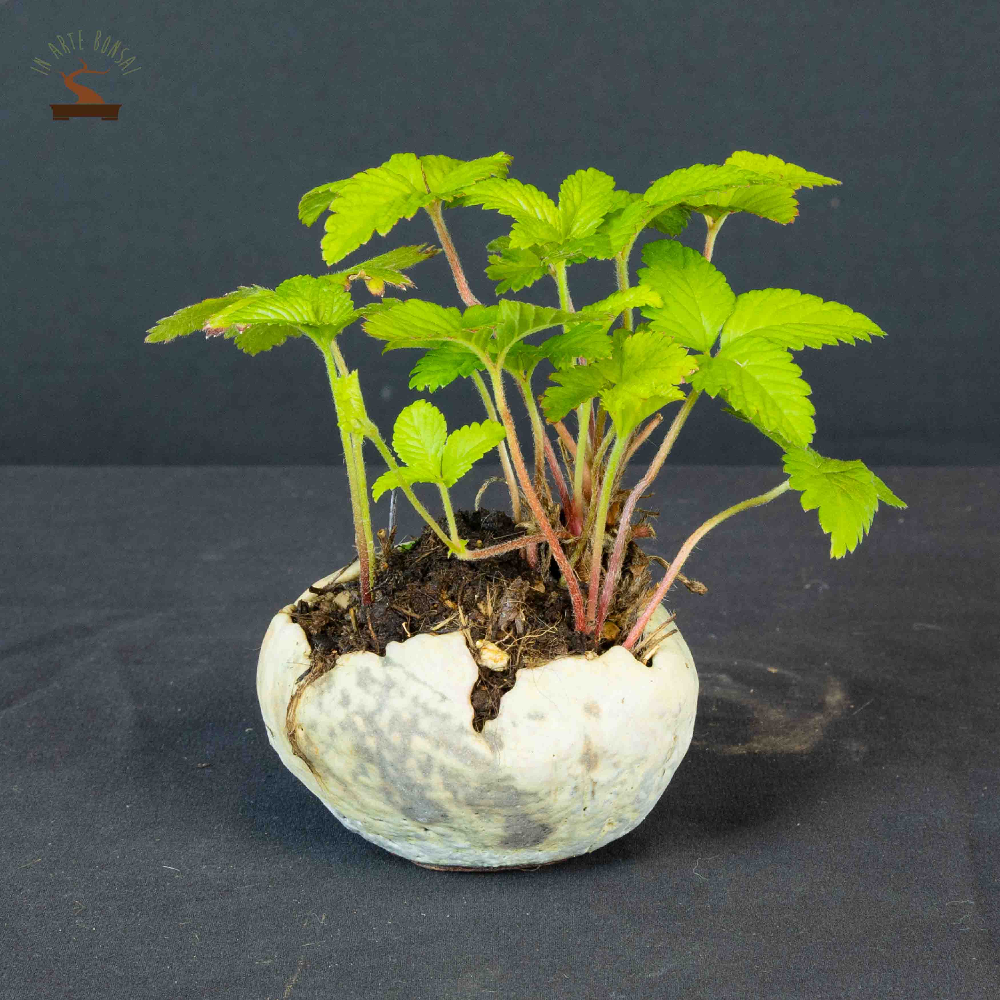 Fragaria