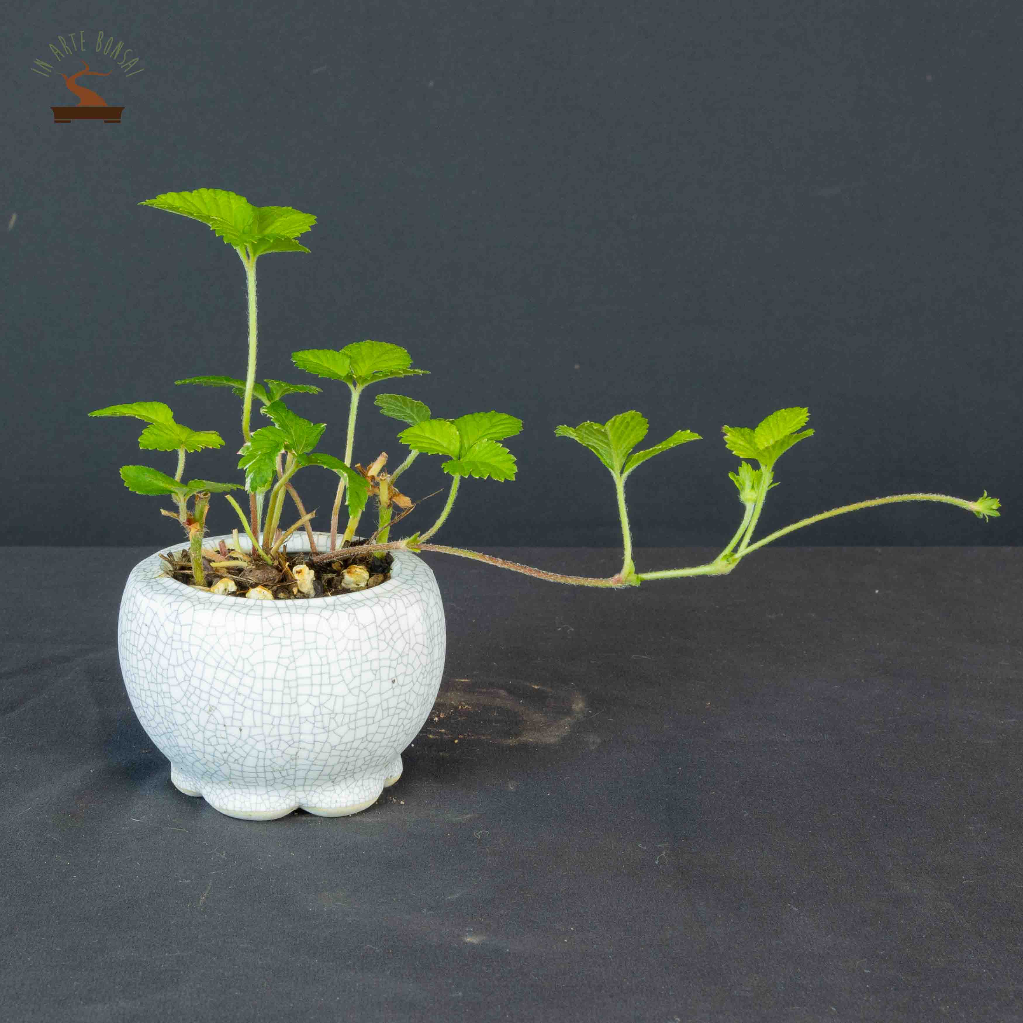 Fragaria