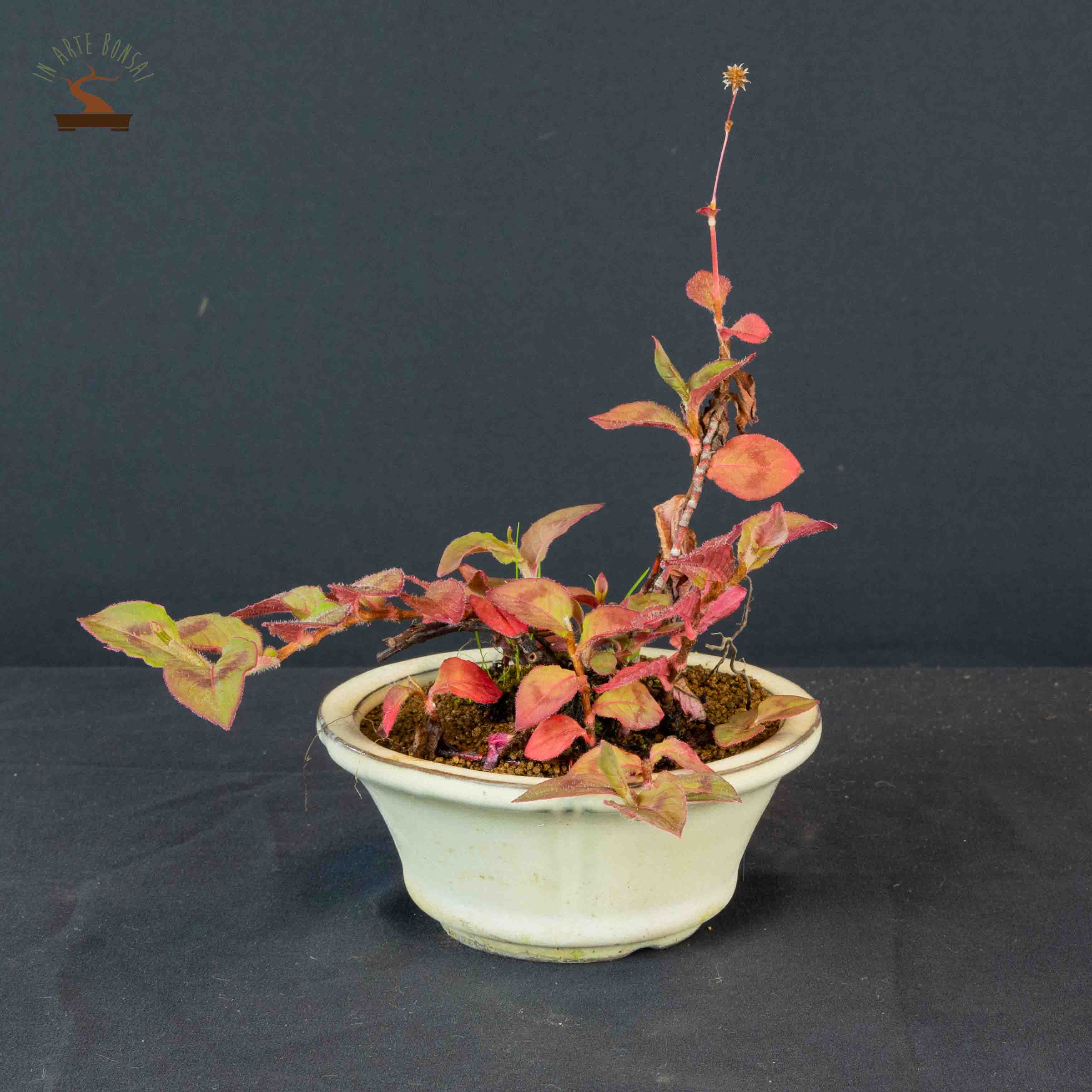 Polygonum capitatum