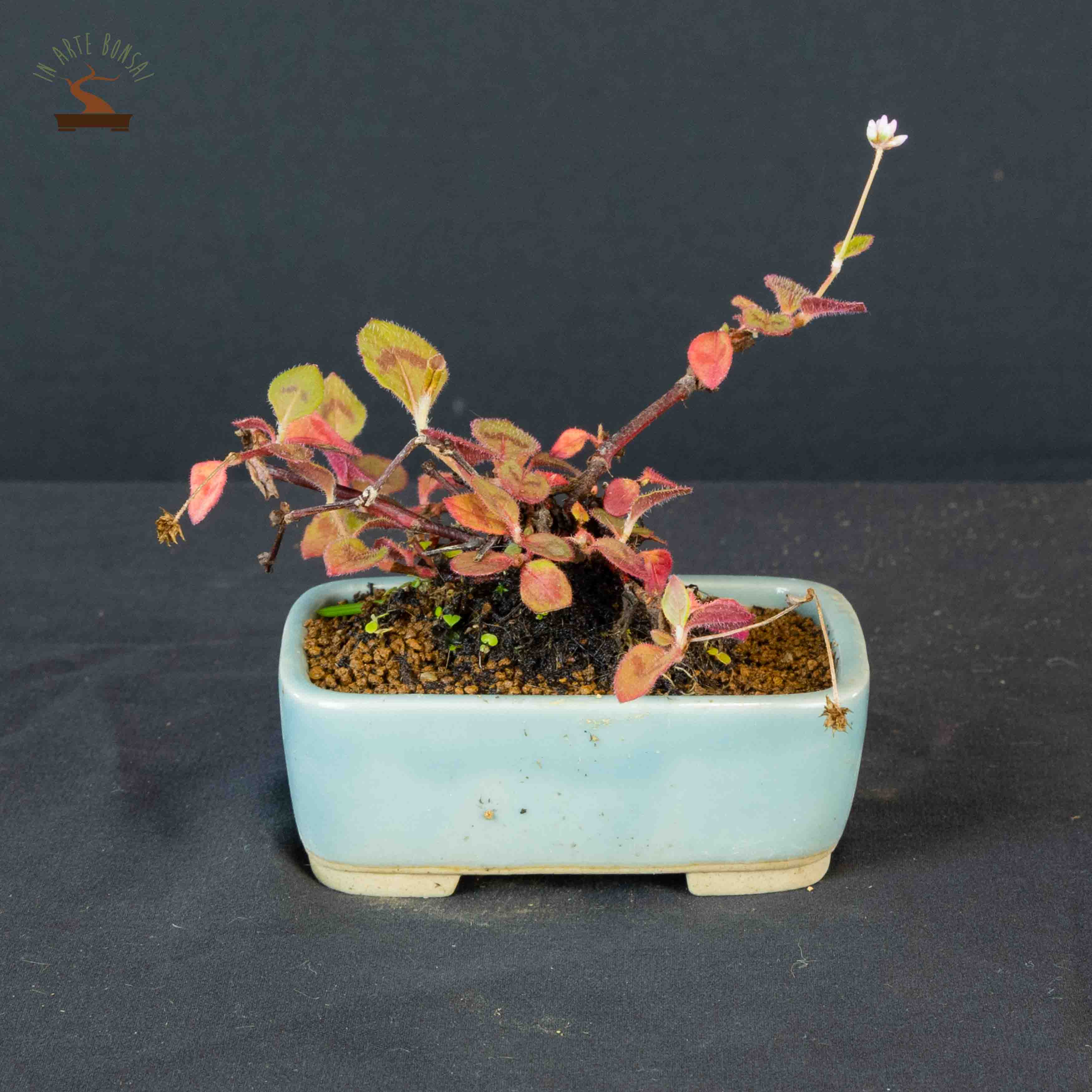 Polygonum capitatum