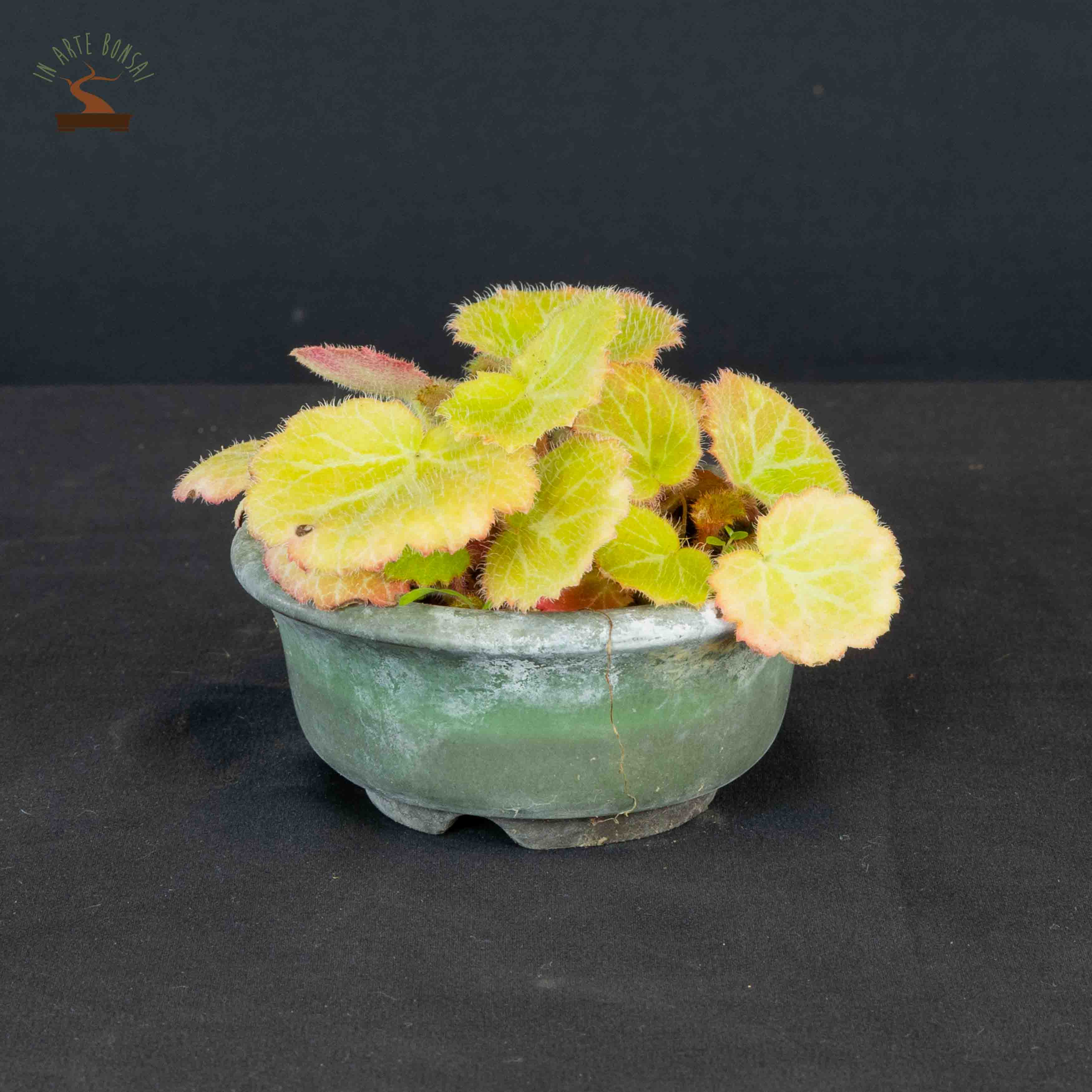 Saxifraga