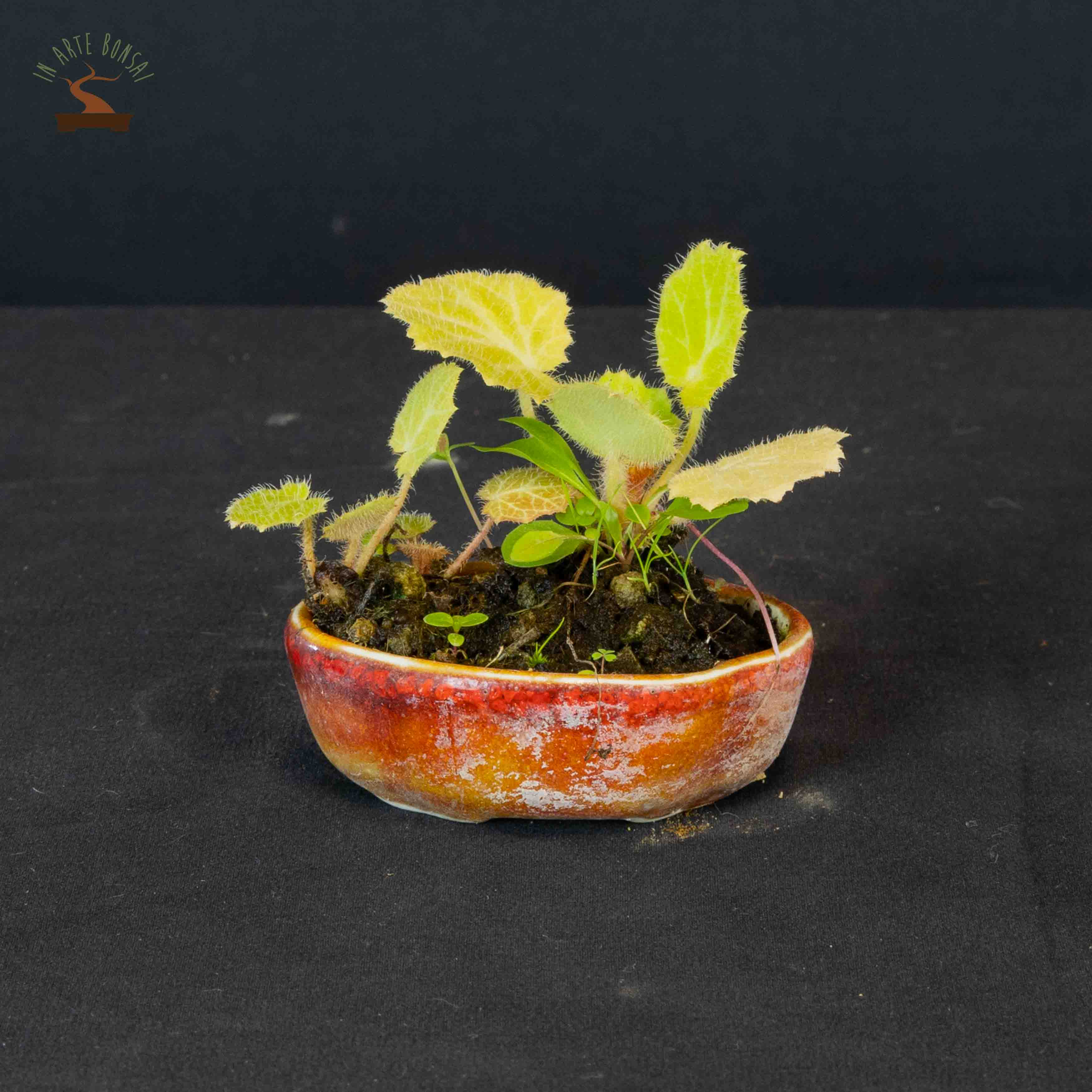 Saxifraga