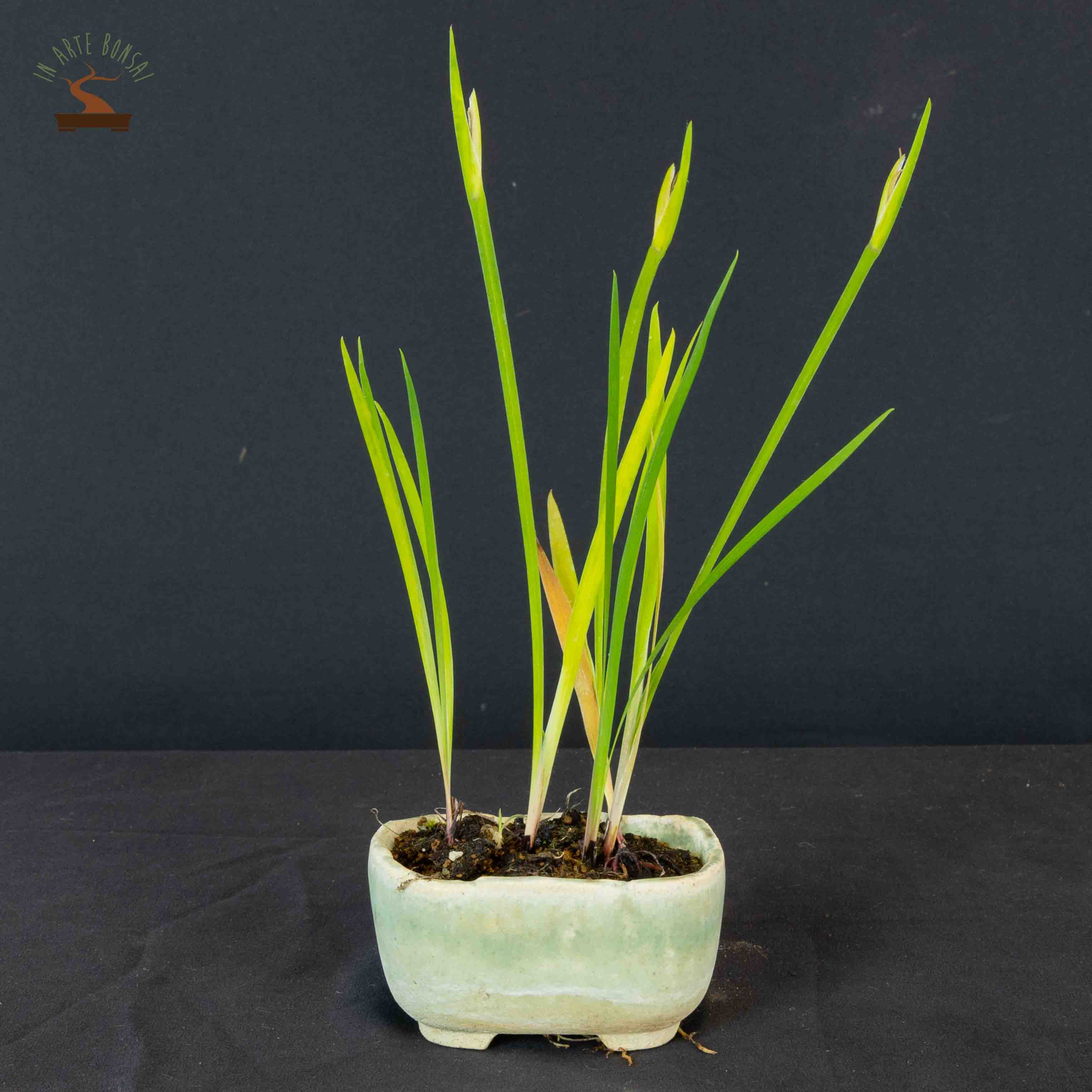 Iris