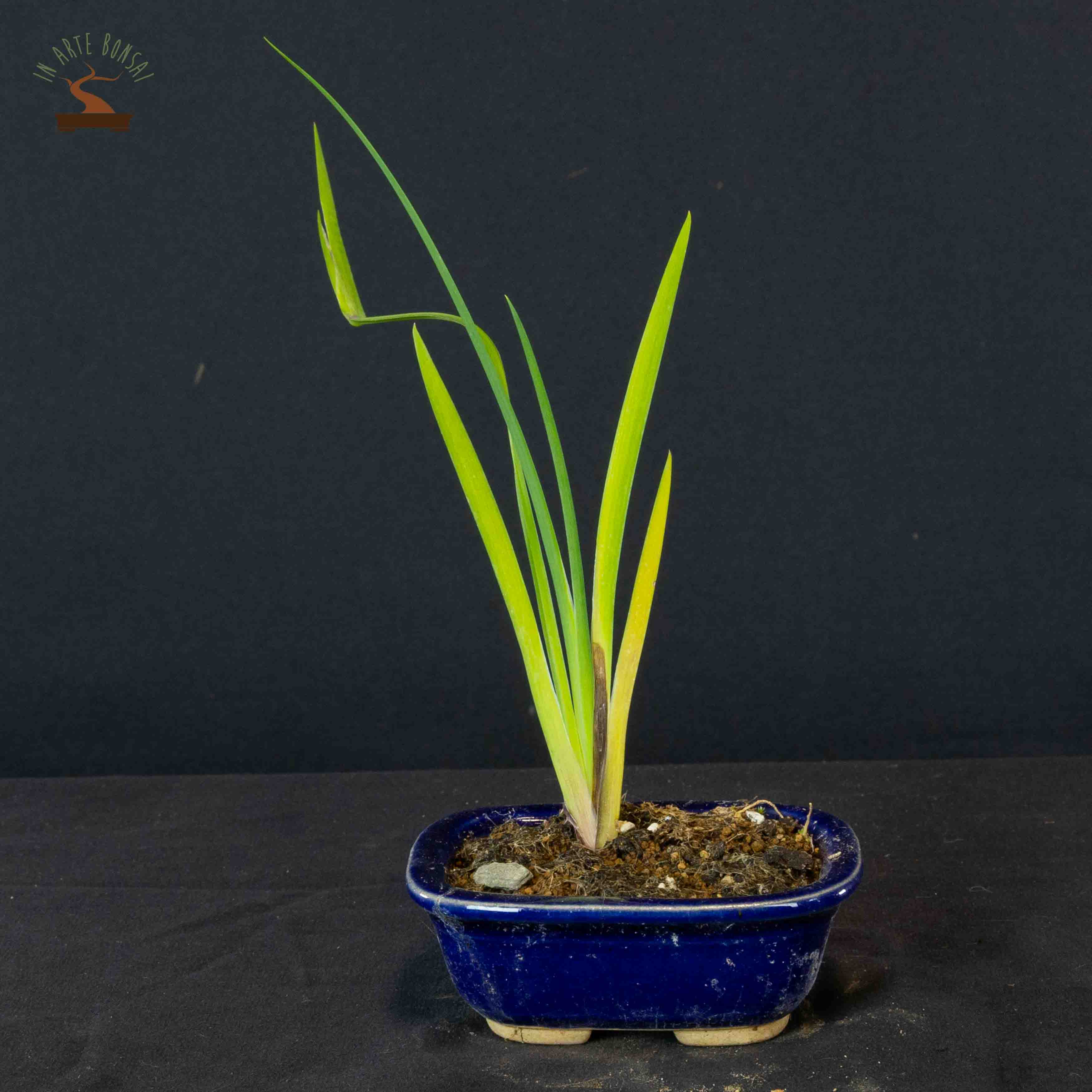 Iris