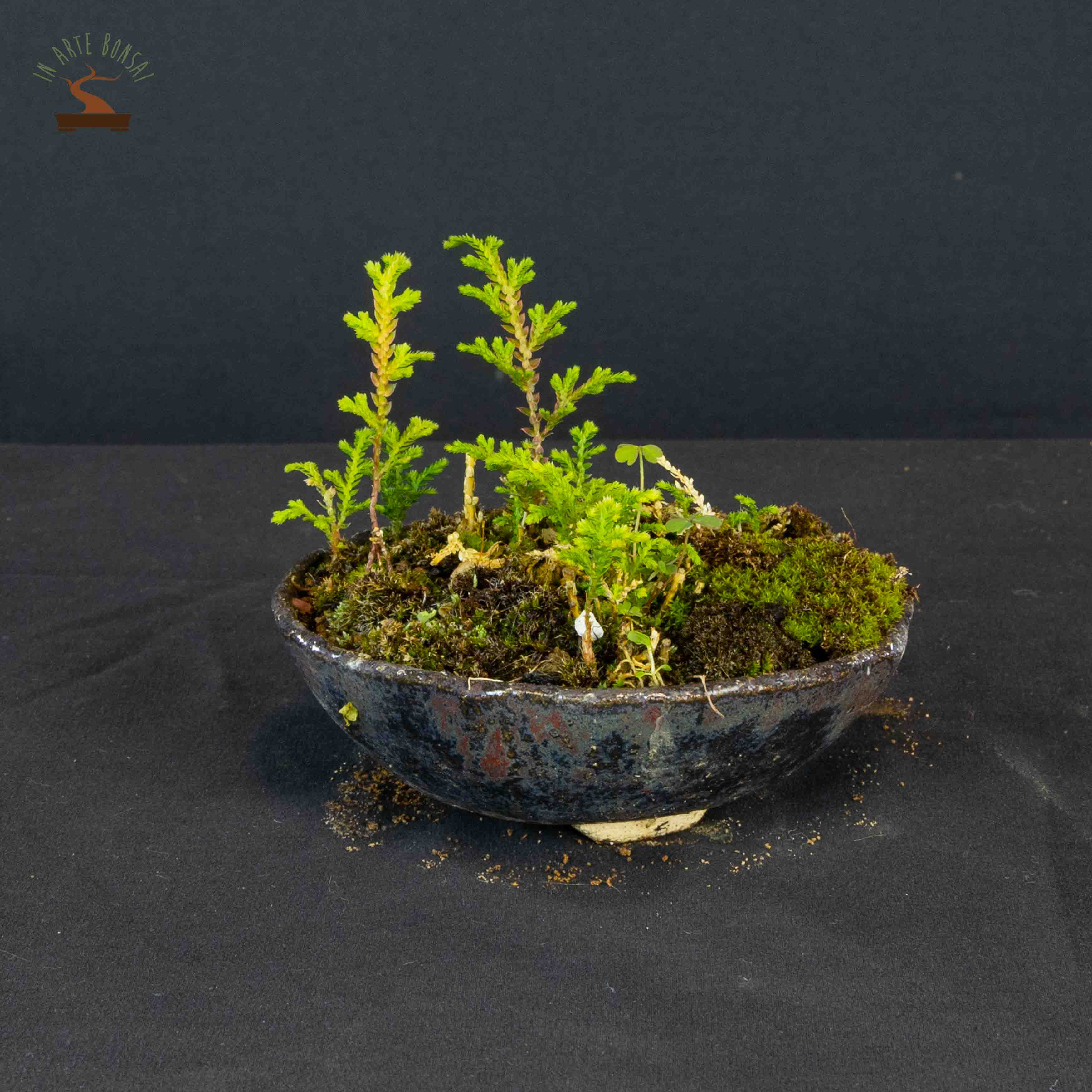Fern