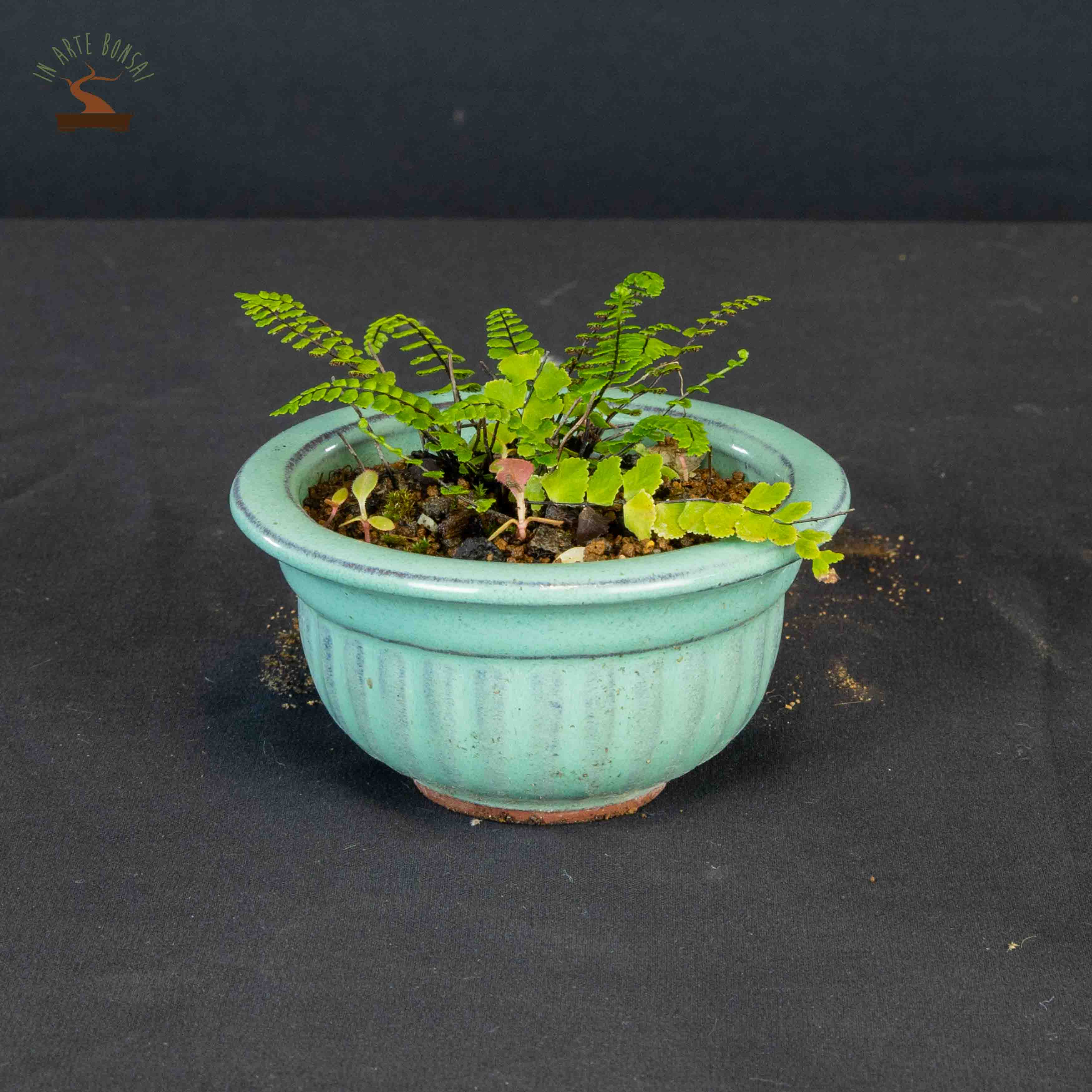Asplenium