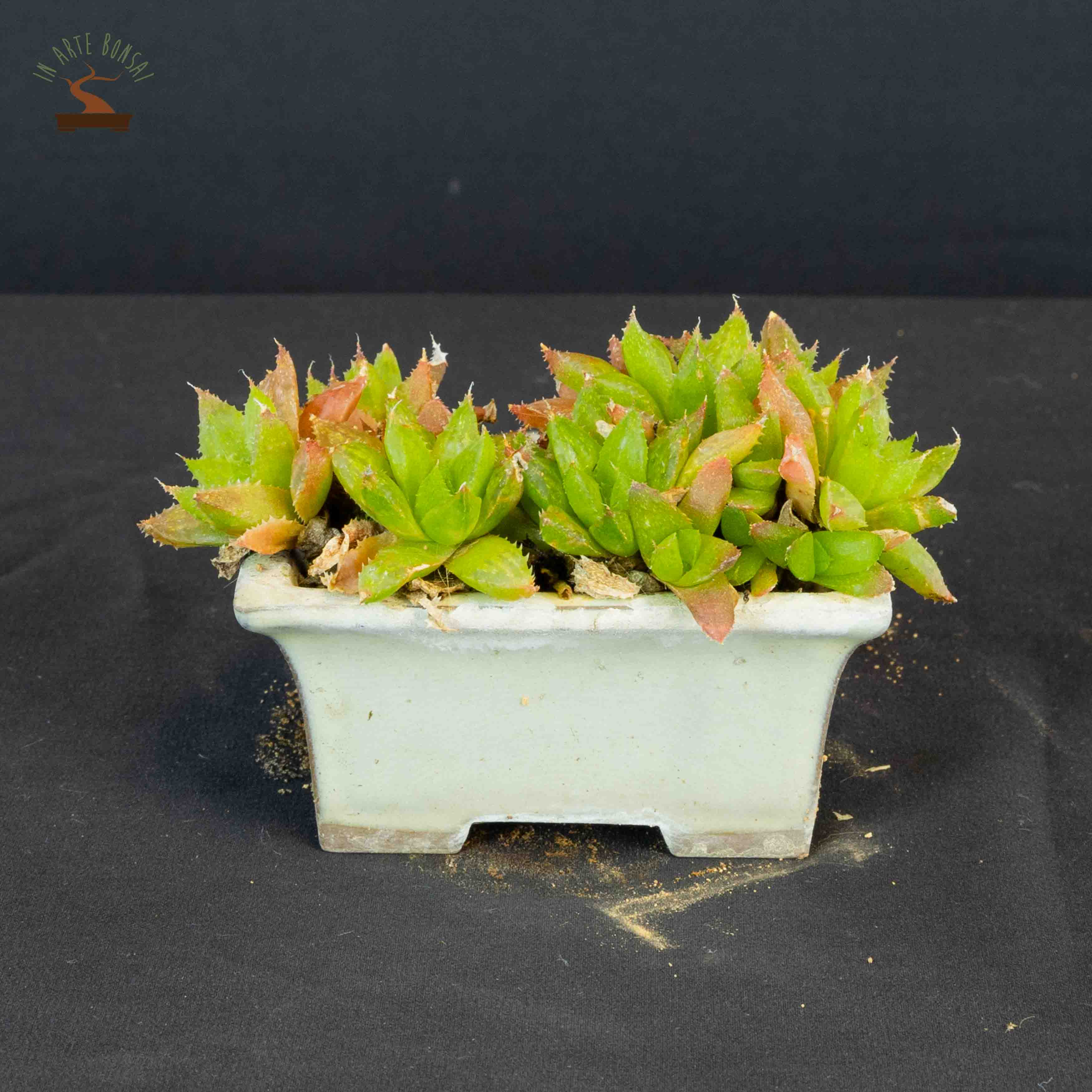 Haworthia