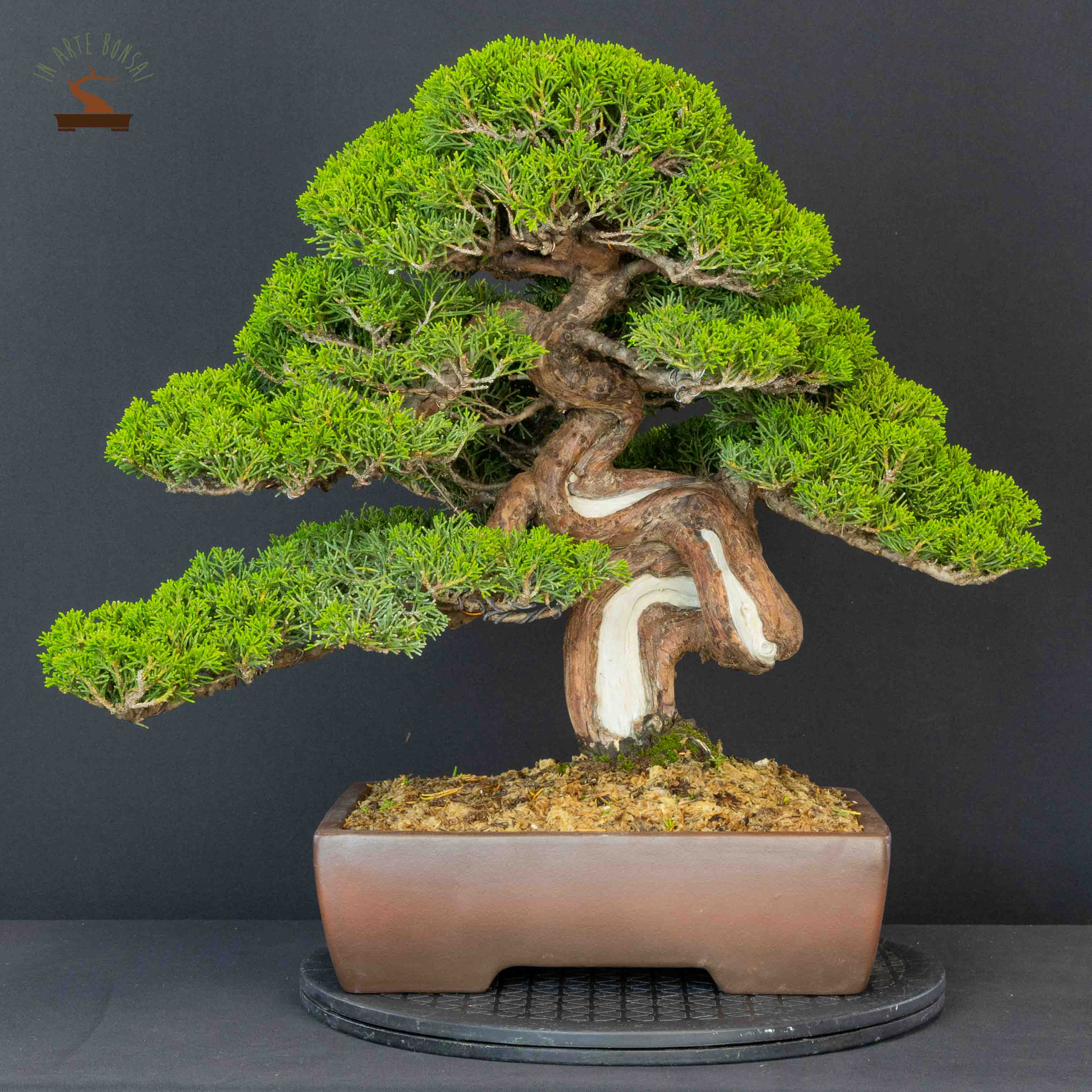 Juniperus chinensis var. Itoigawa