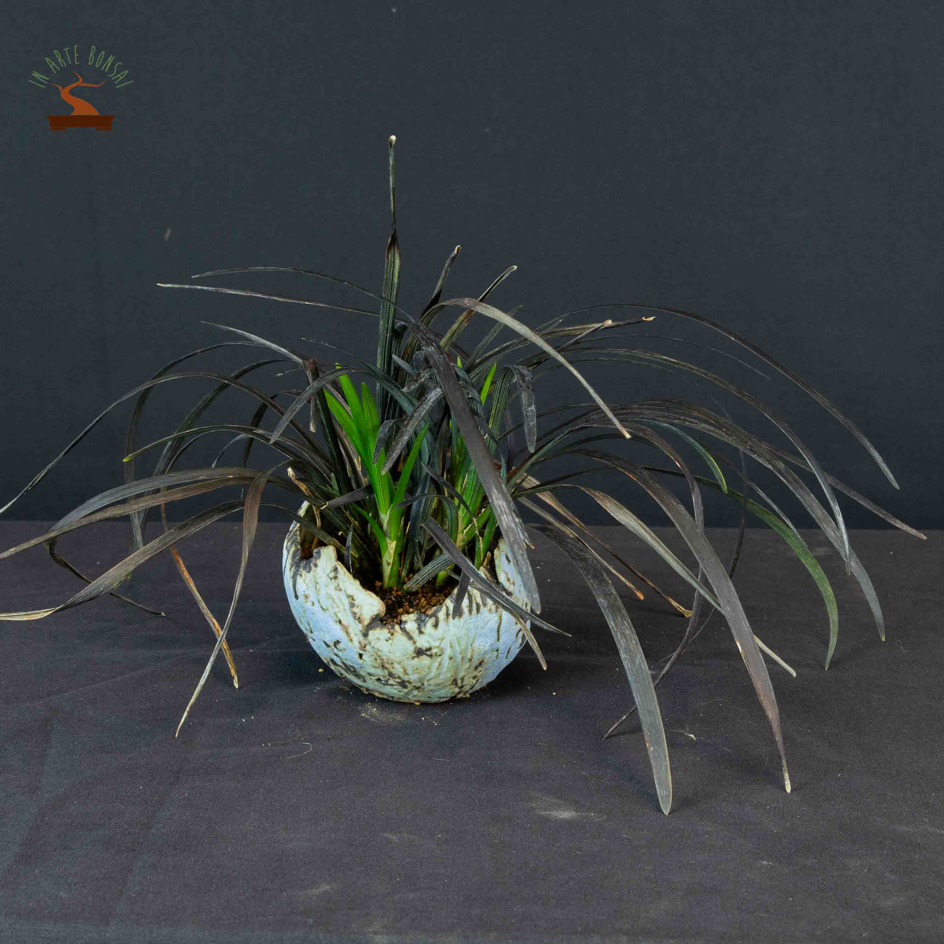 Ophiopogon