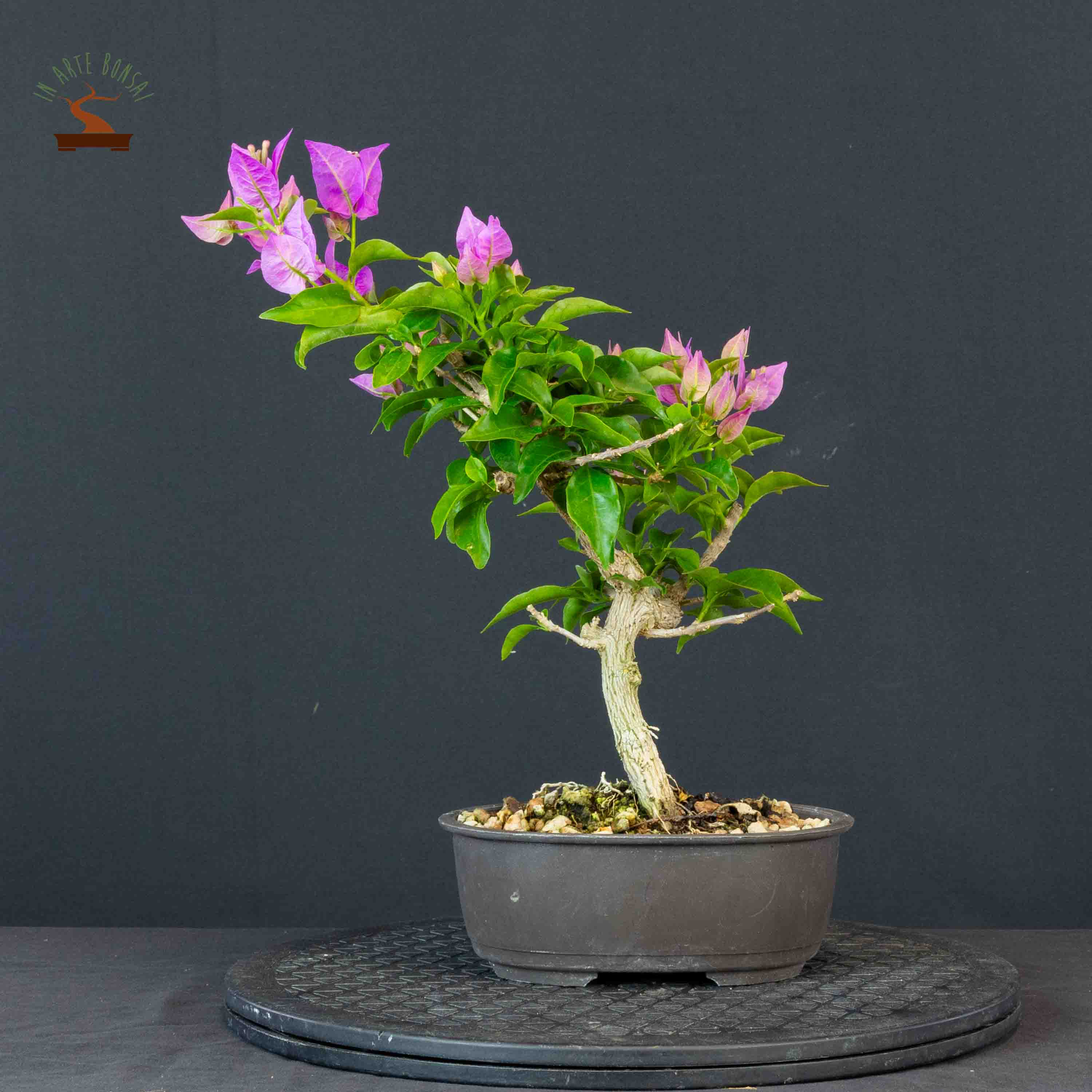 Bougainvillea glabra