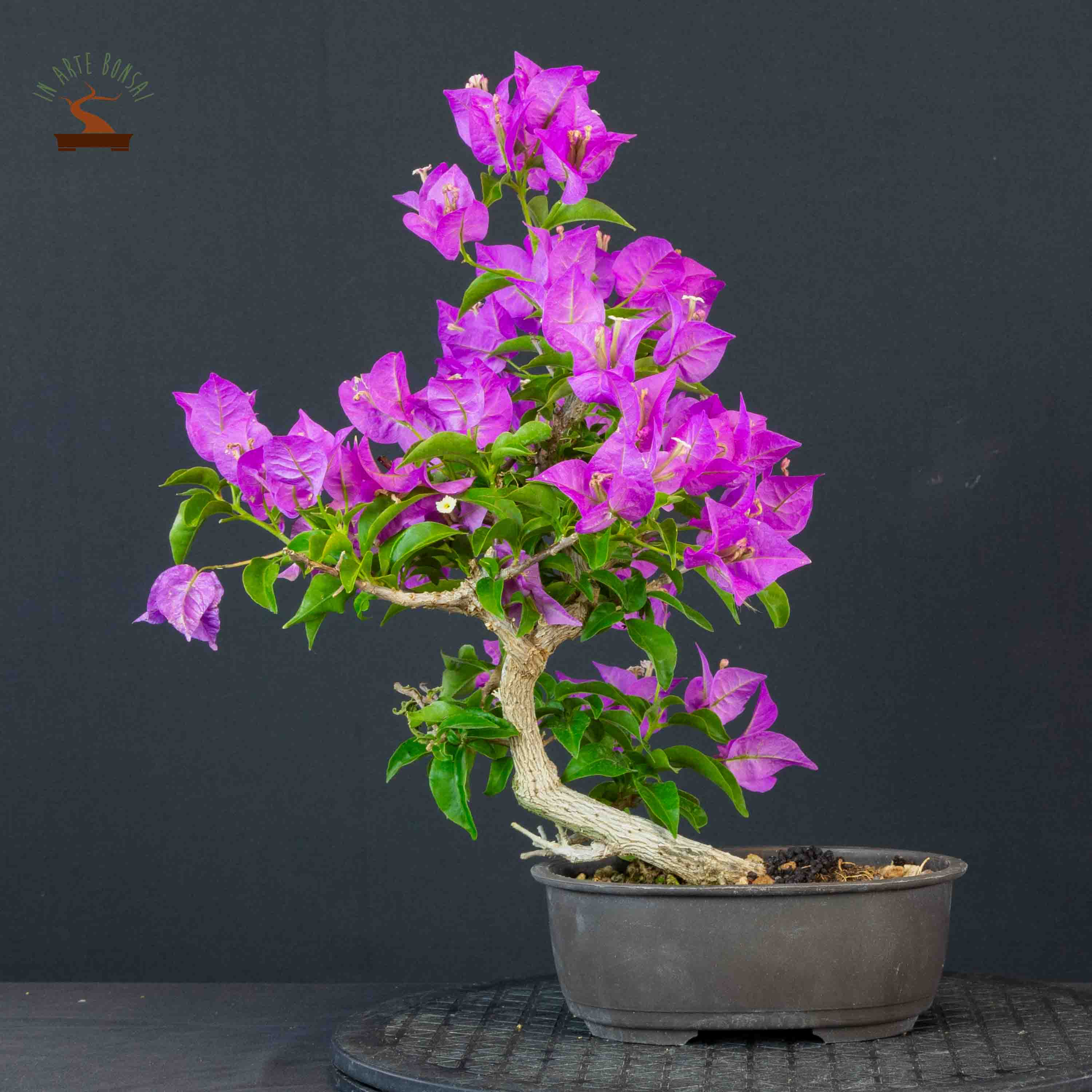 Bougainvillea glabra
