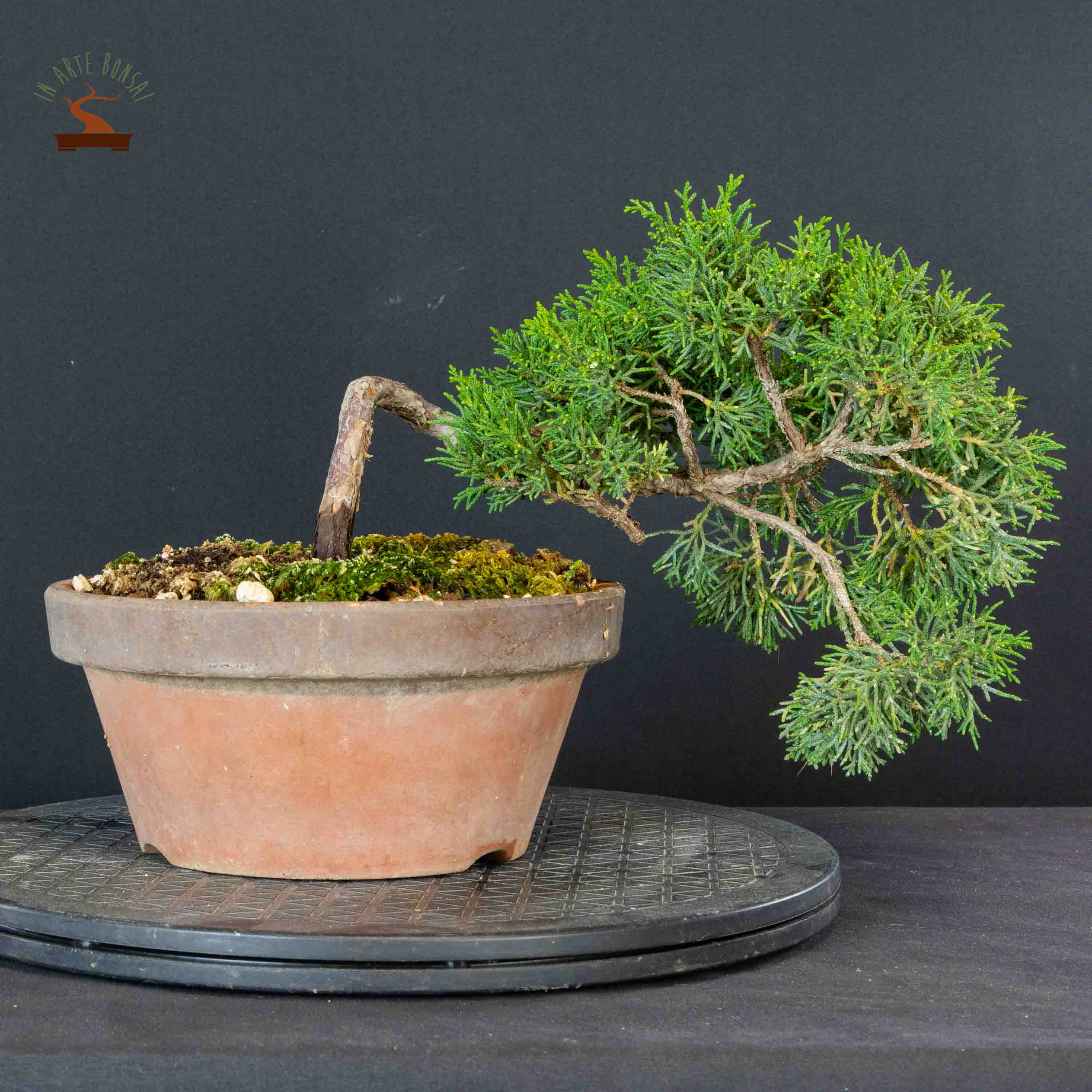 Juniperus chinensis var. Kishu