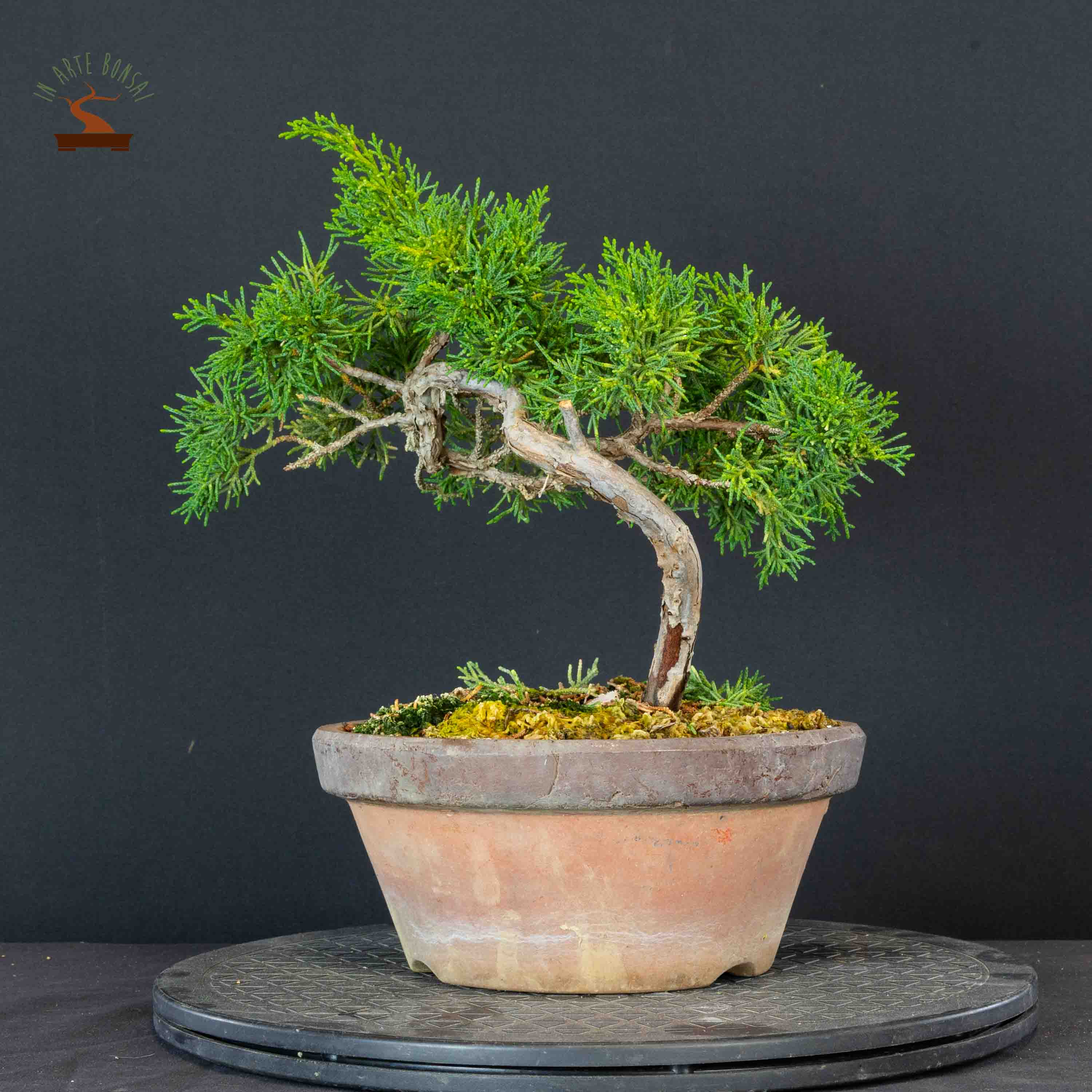 Juniperus chinensis var. Kishu