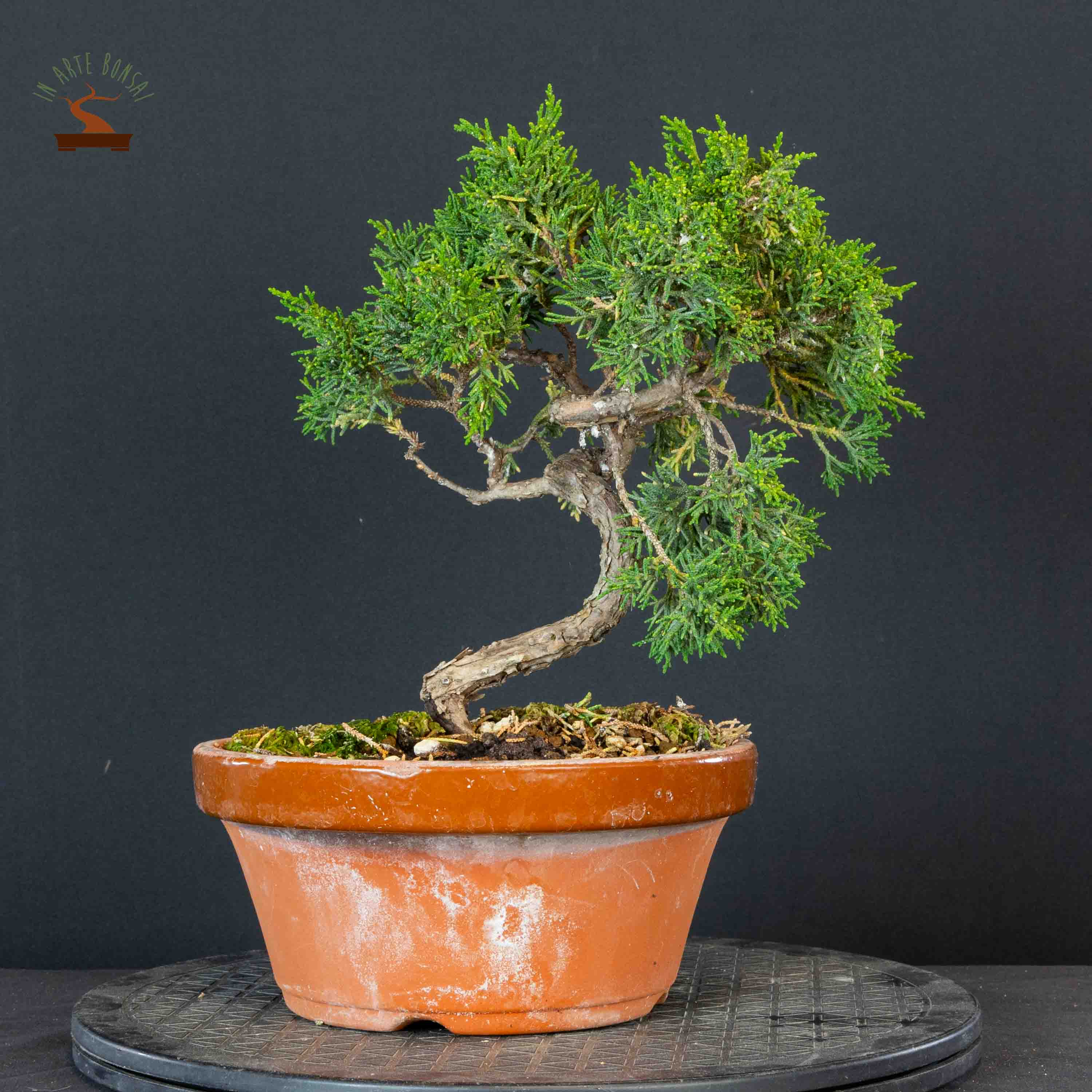 Juniperus chinensis var. Kishu
