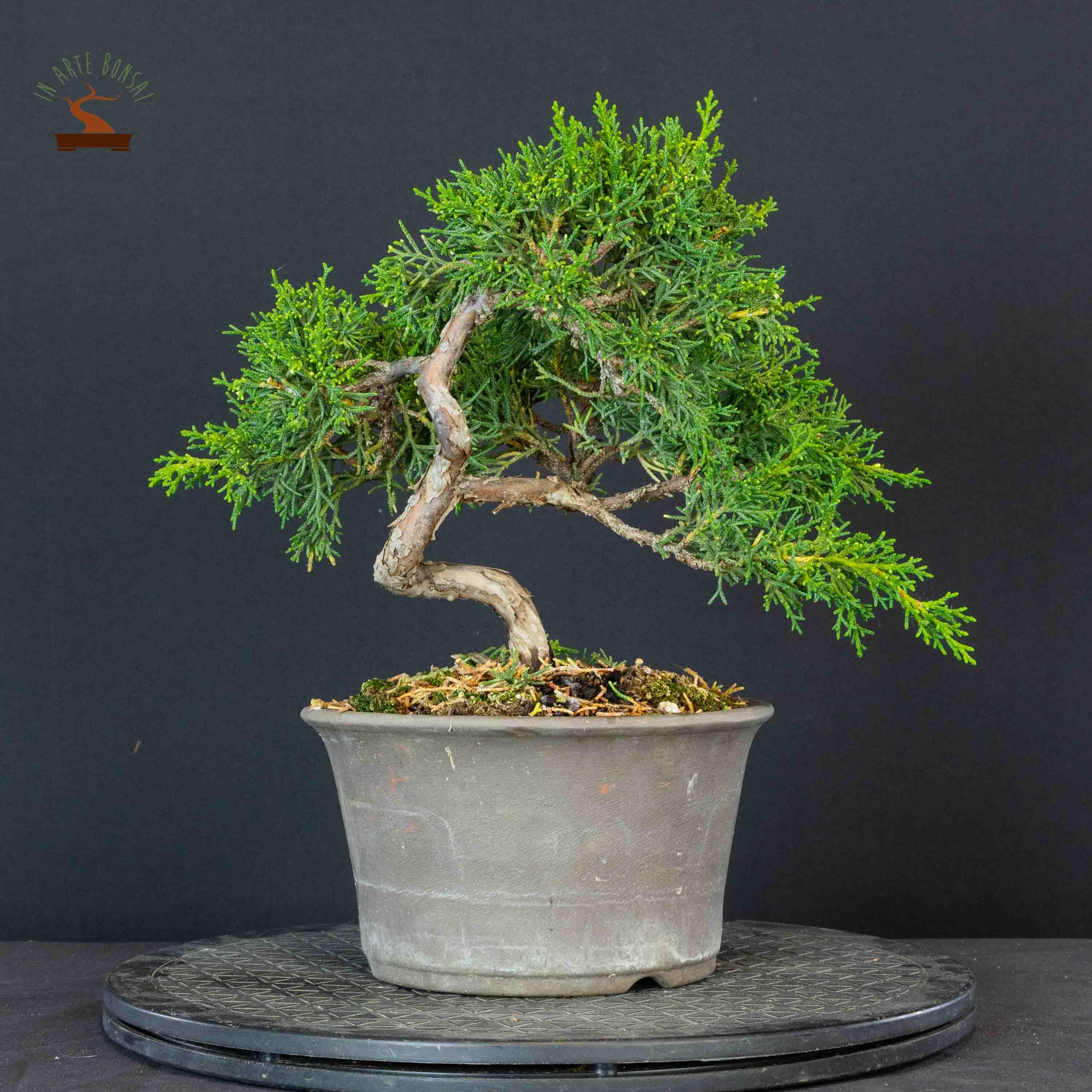 Juniperus chinensis var. Kishu