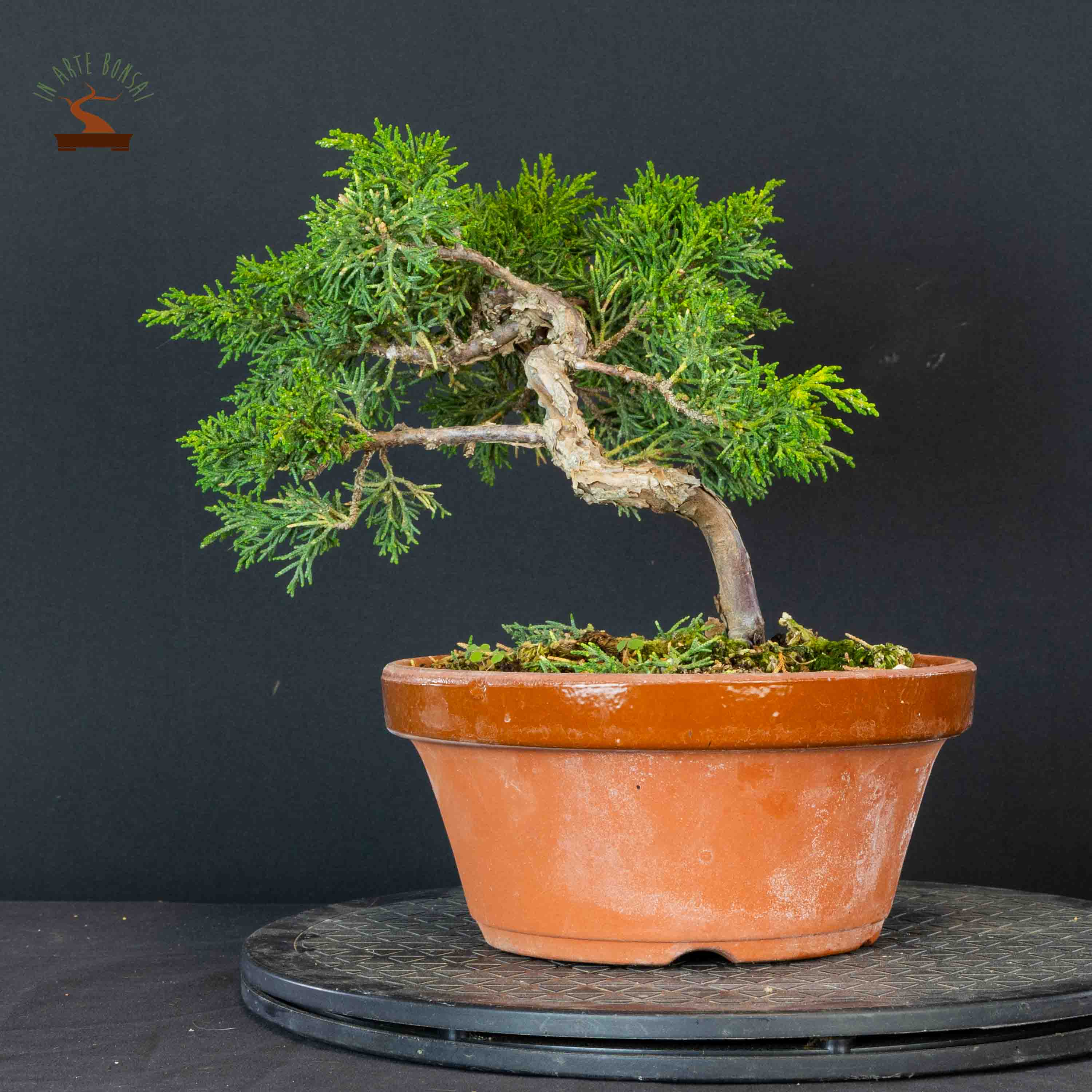 Juniperus chinensis var. Kishu