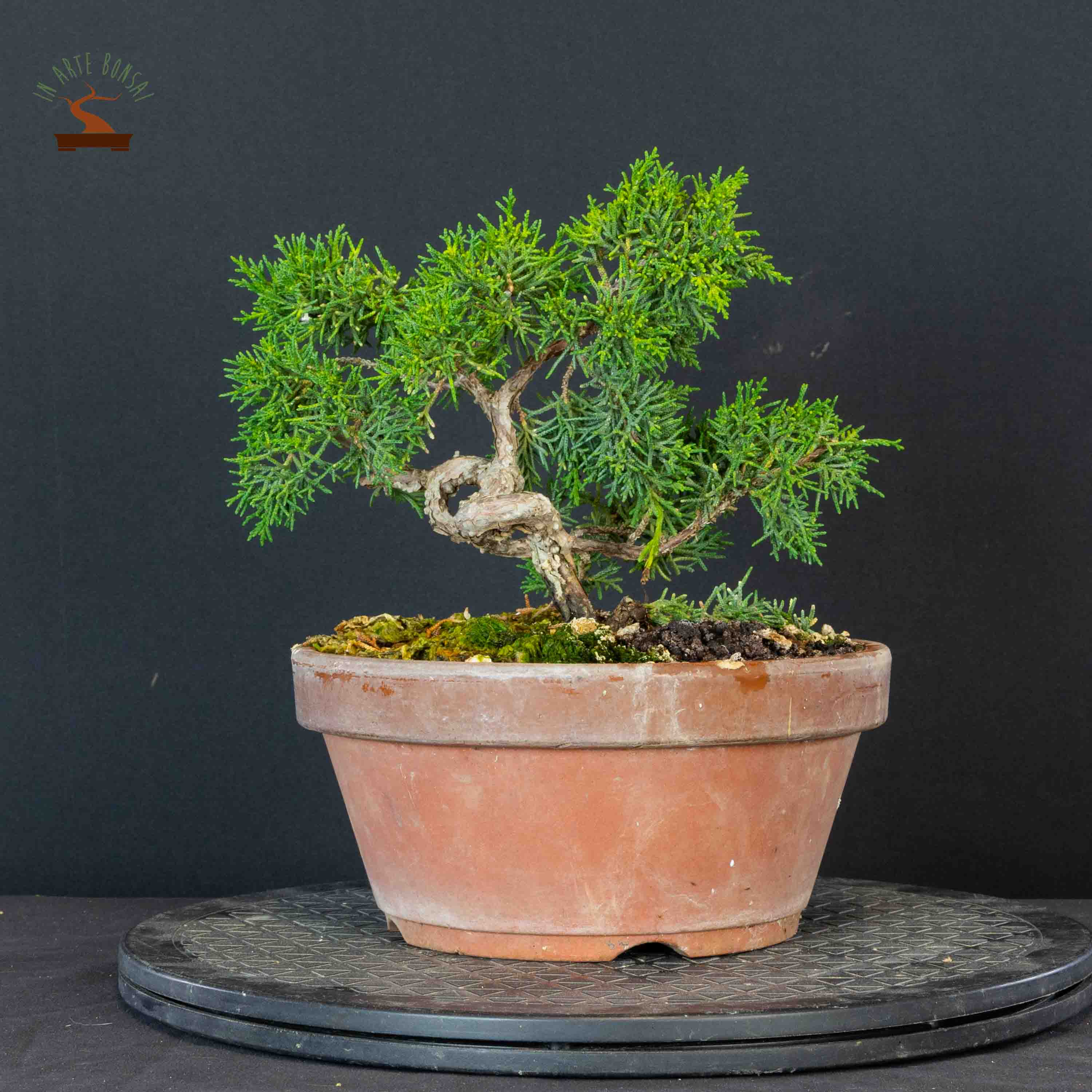 Juniperus chinensis var. Kishu