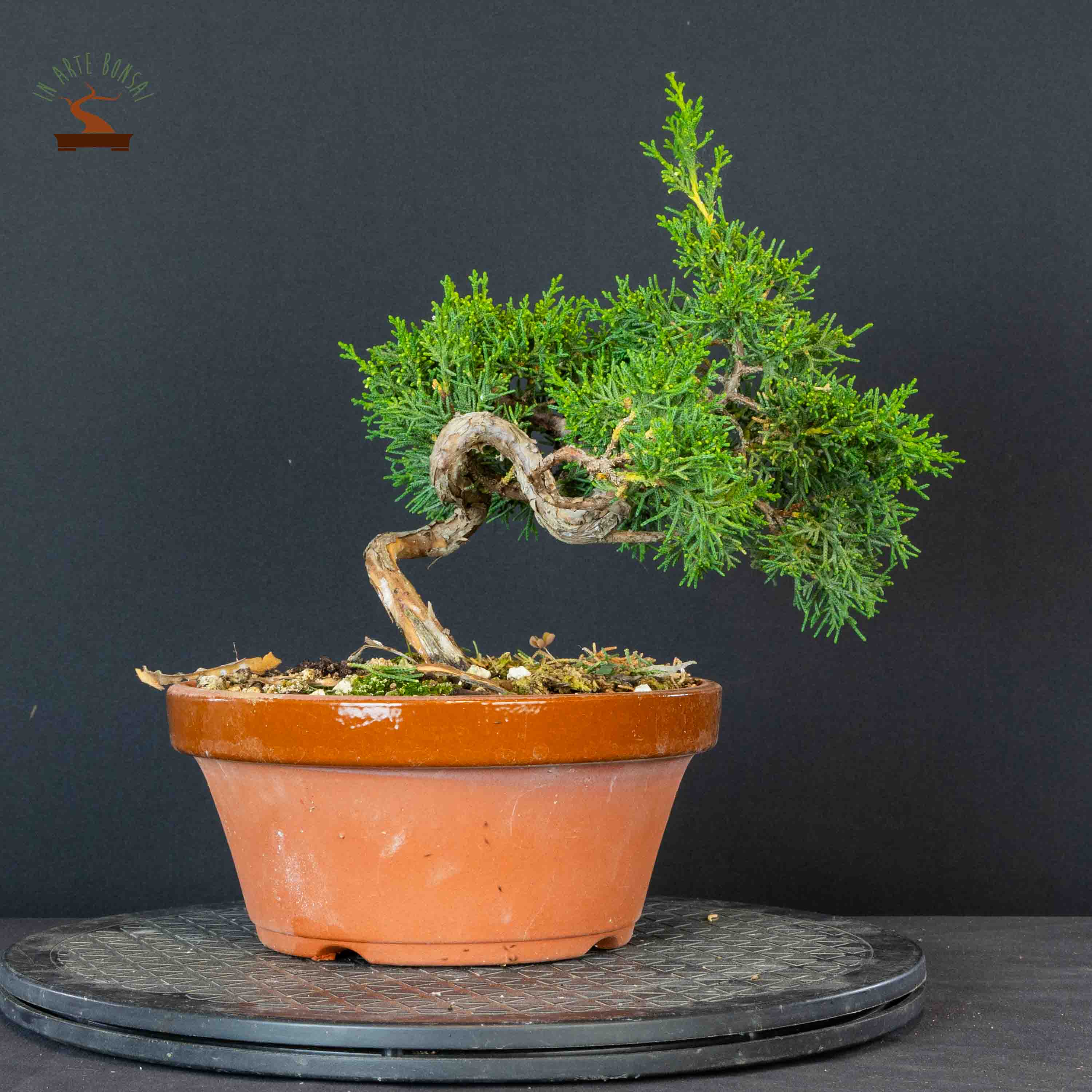 Juniperus chinensis var. Kishu