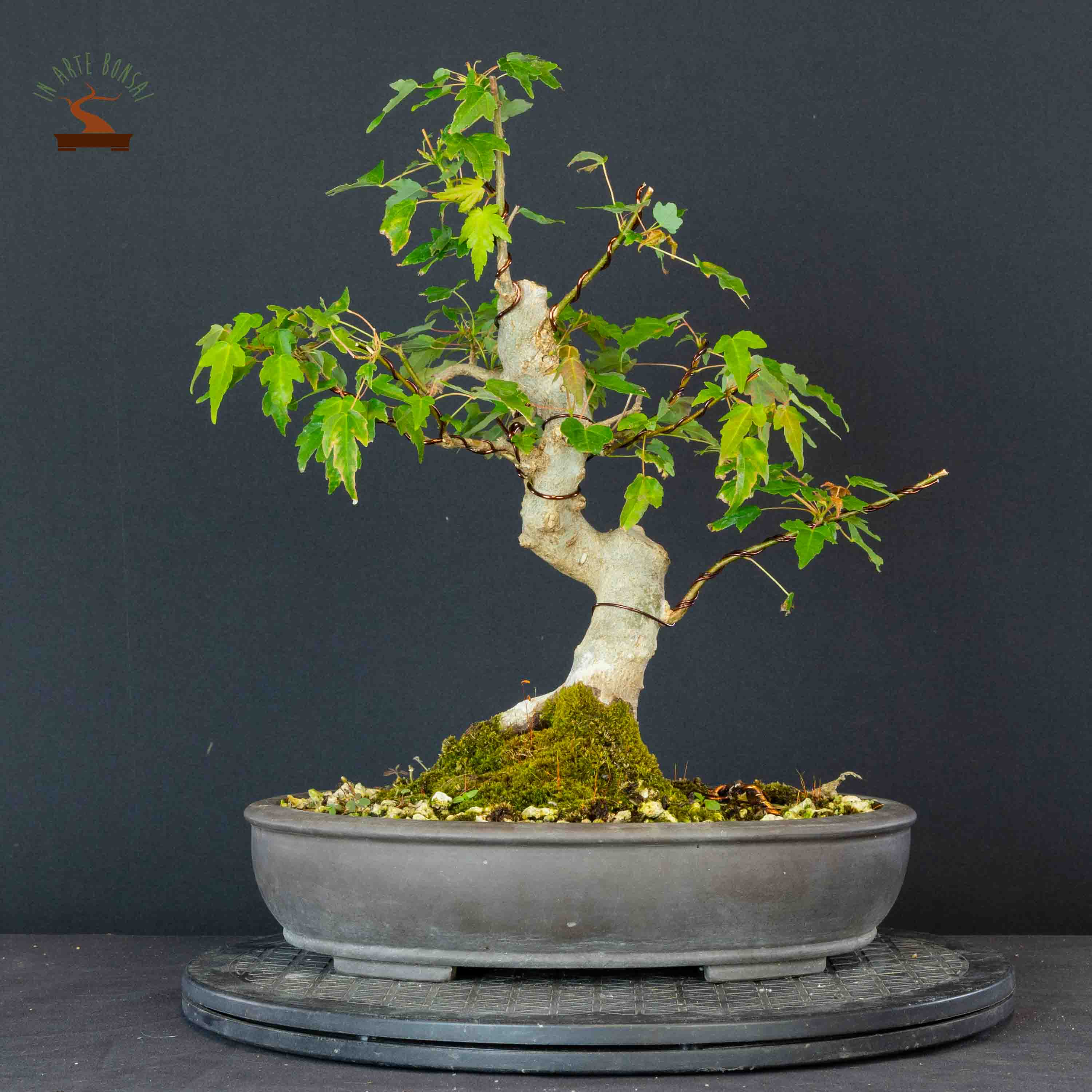 Acer buergerianum