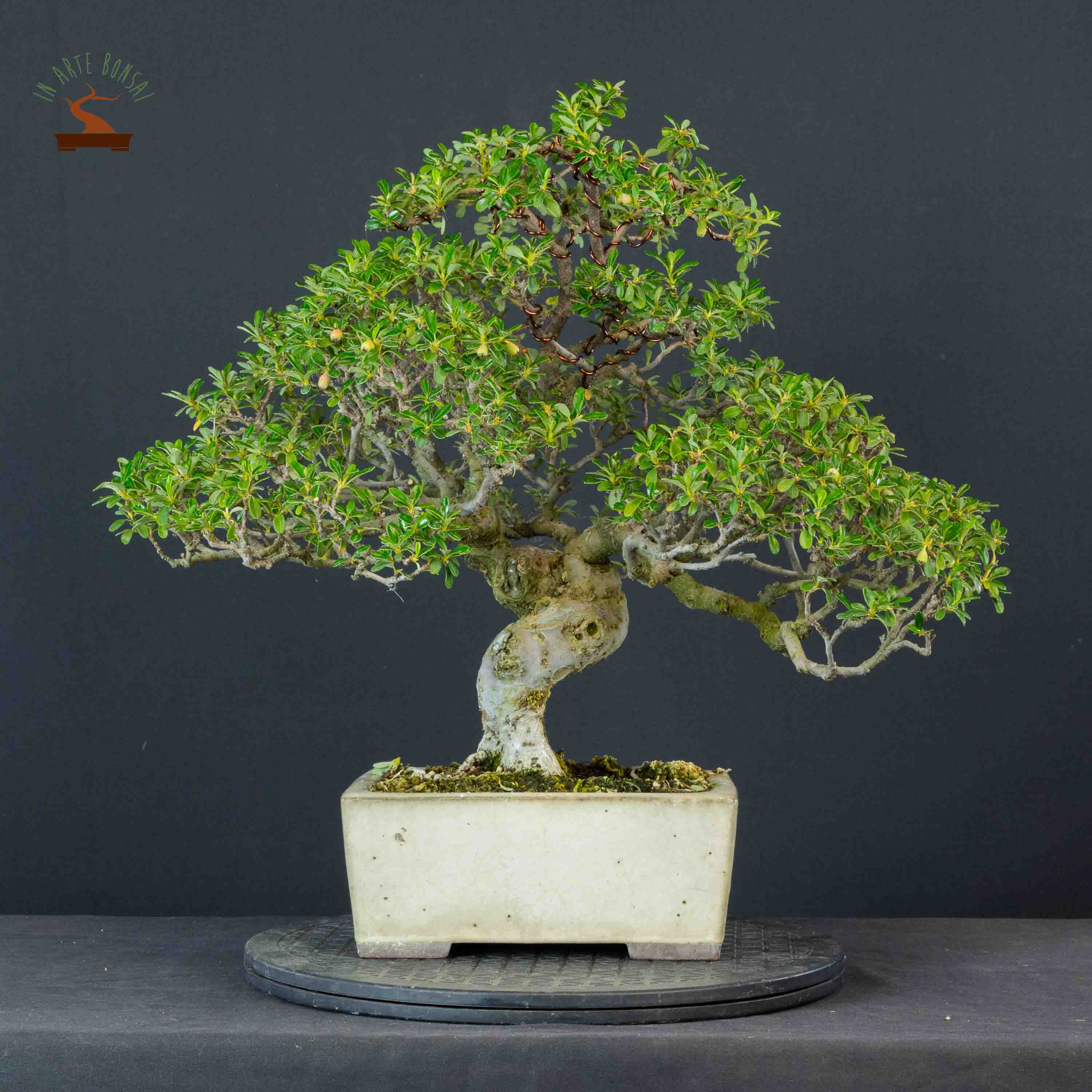 Cotoneaster microphyllus
