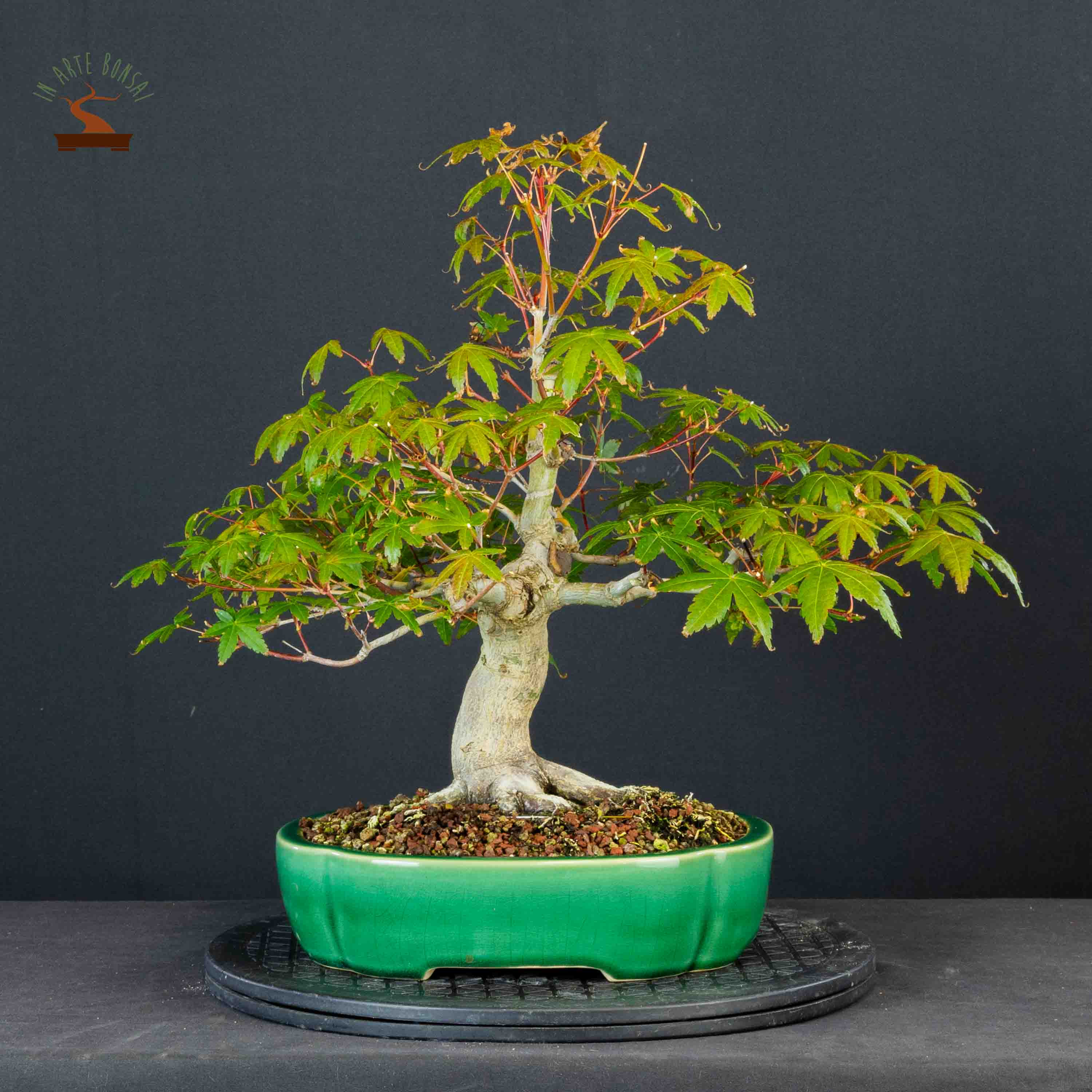 Acer palmatum yamamomiji