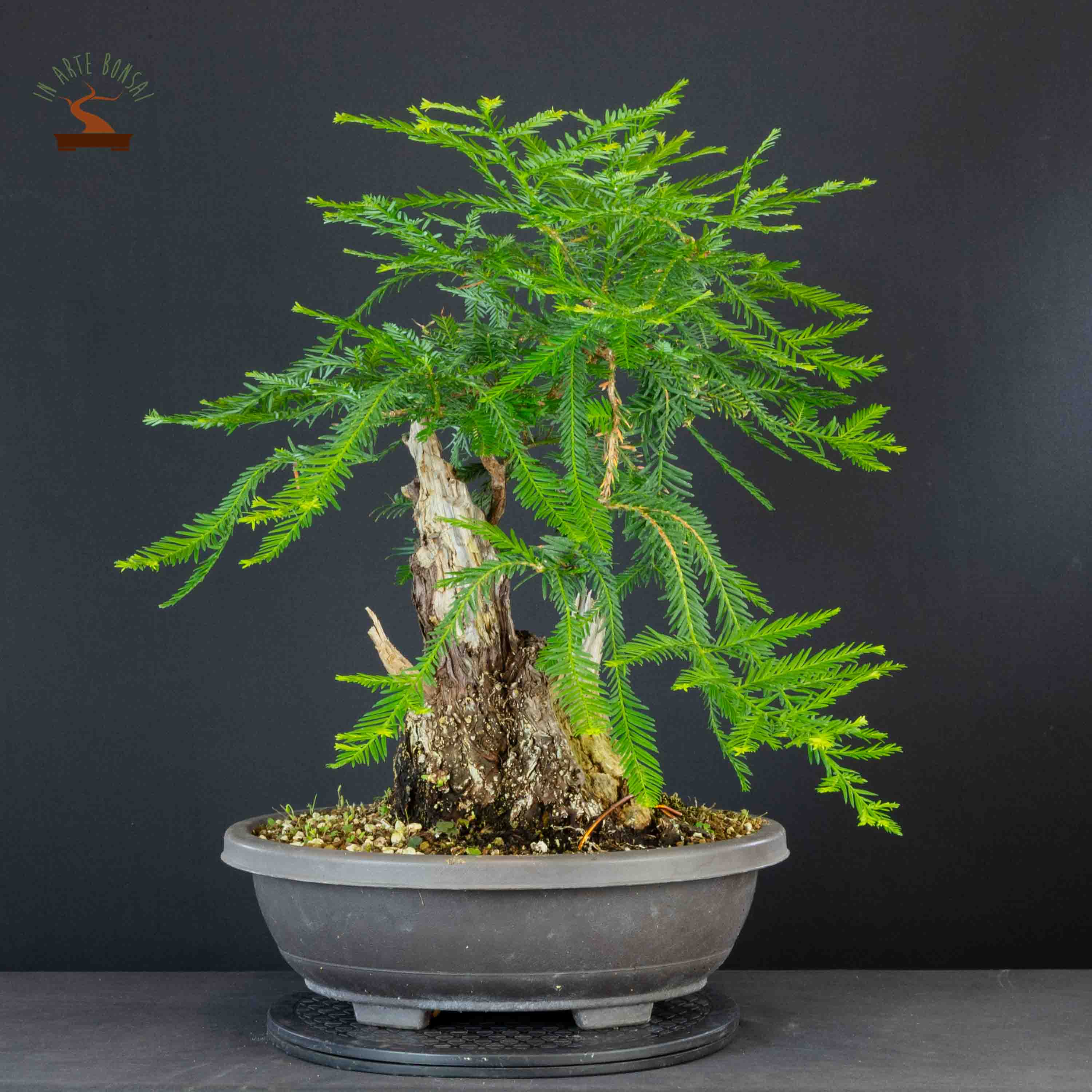 Metasequoia glyptostroboides