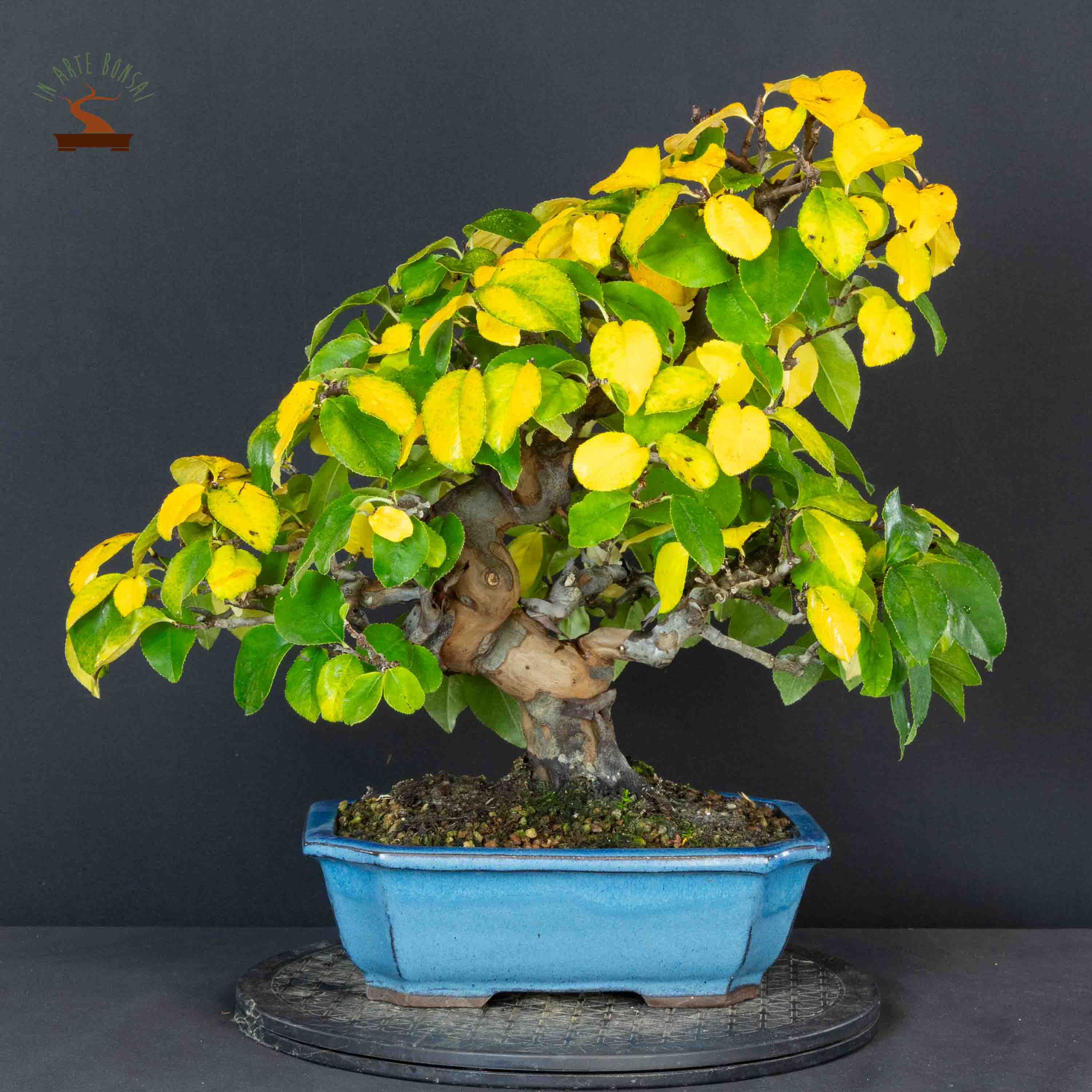 Pseudocydonia sinensis