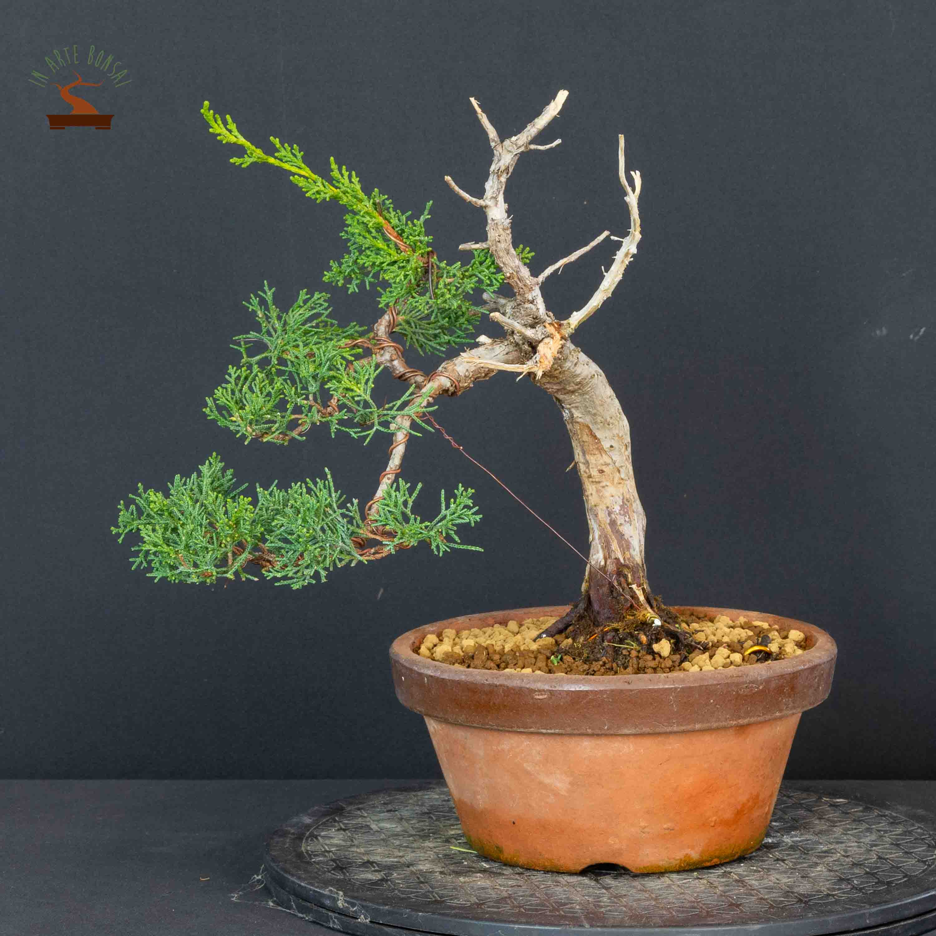 Juniperus chinensis var. Itoigawa