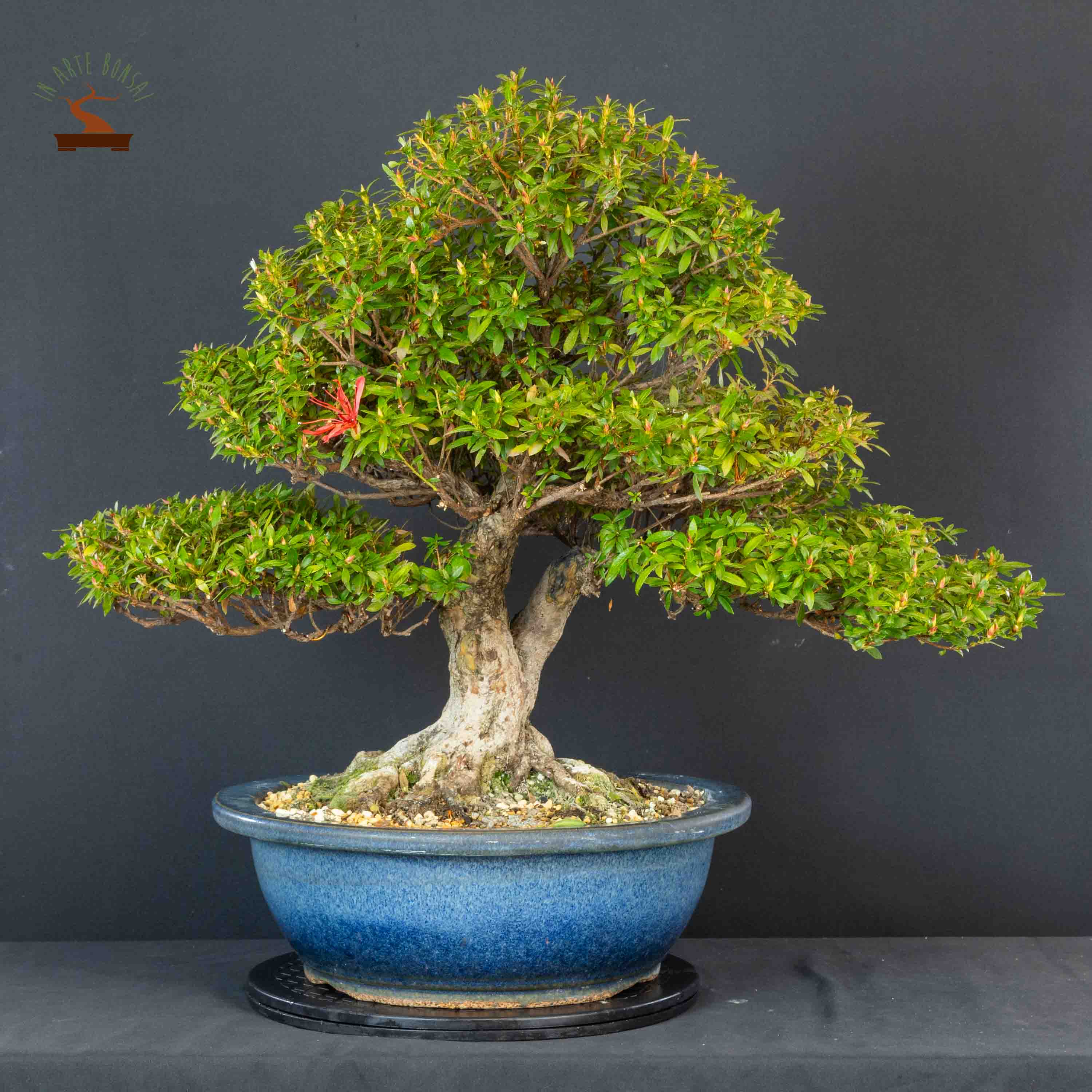 Azalée satsuki var. kinsai