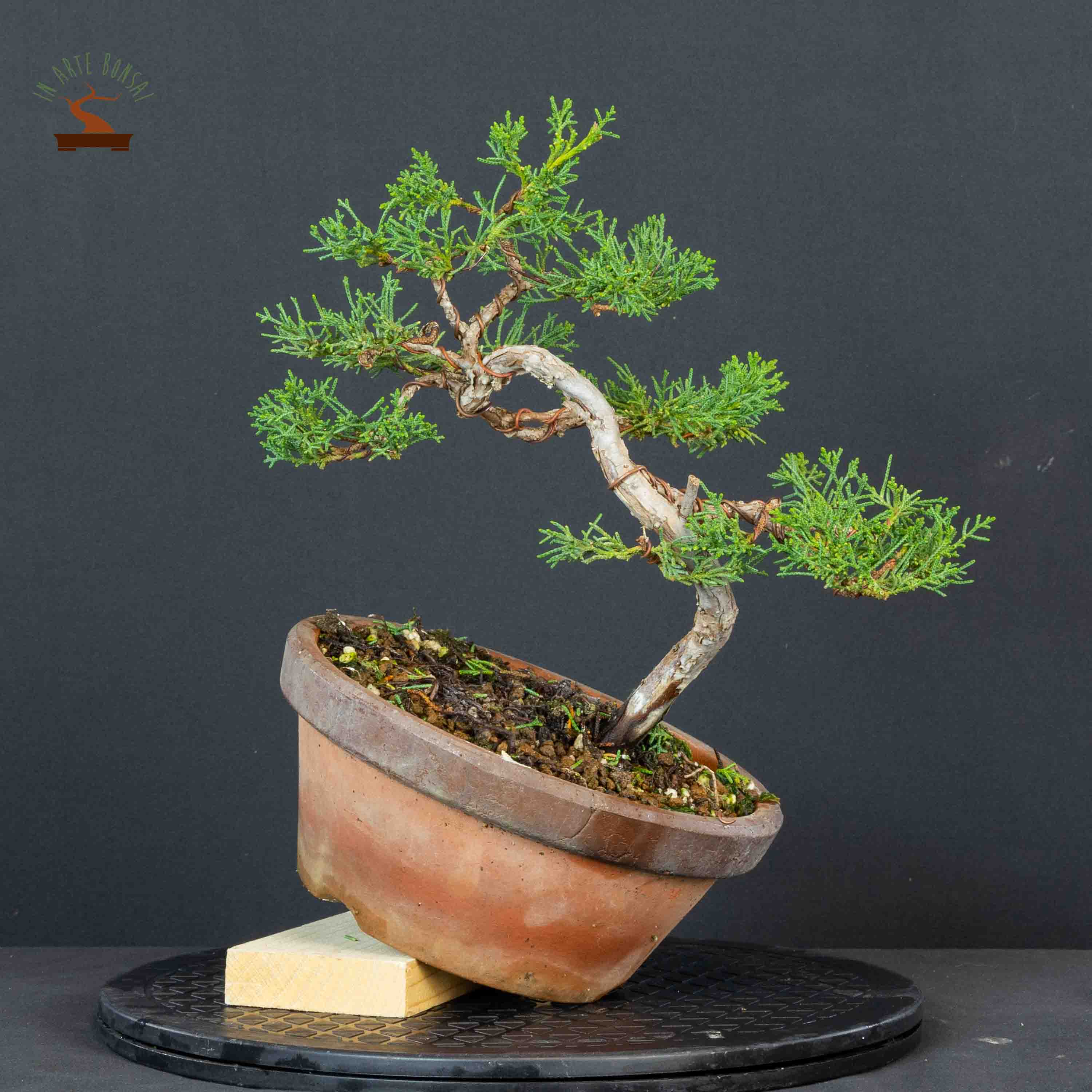 Juniperus chinensis var. Kishu