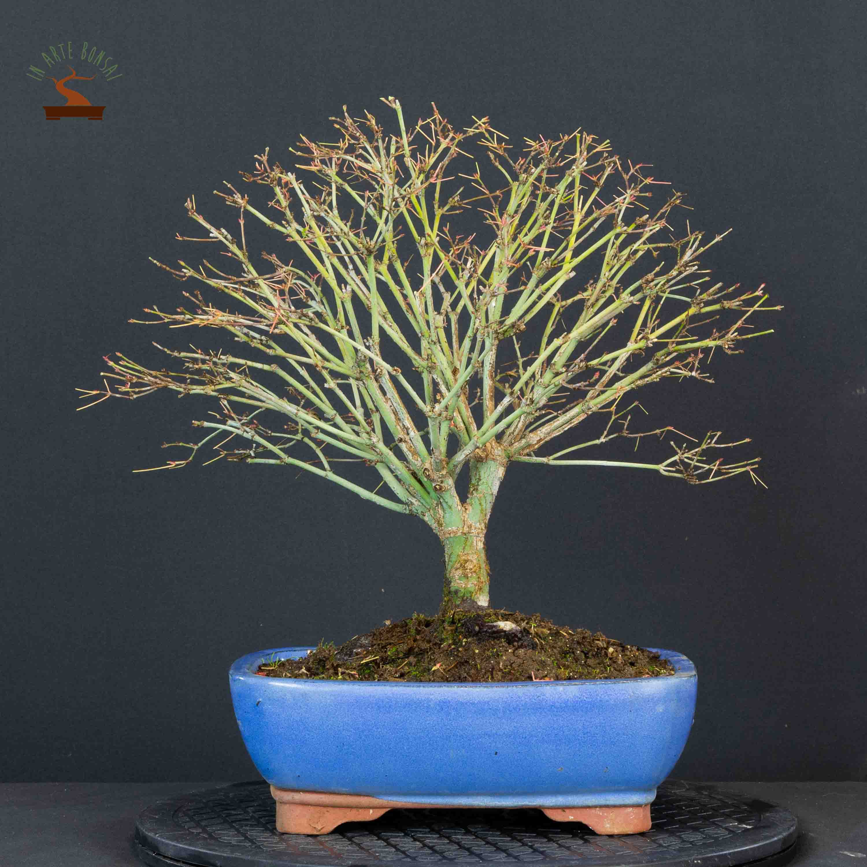 Acer palmatum var. kyohime