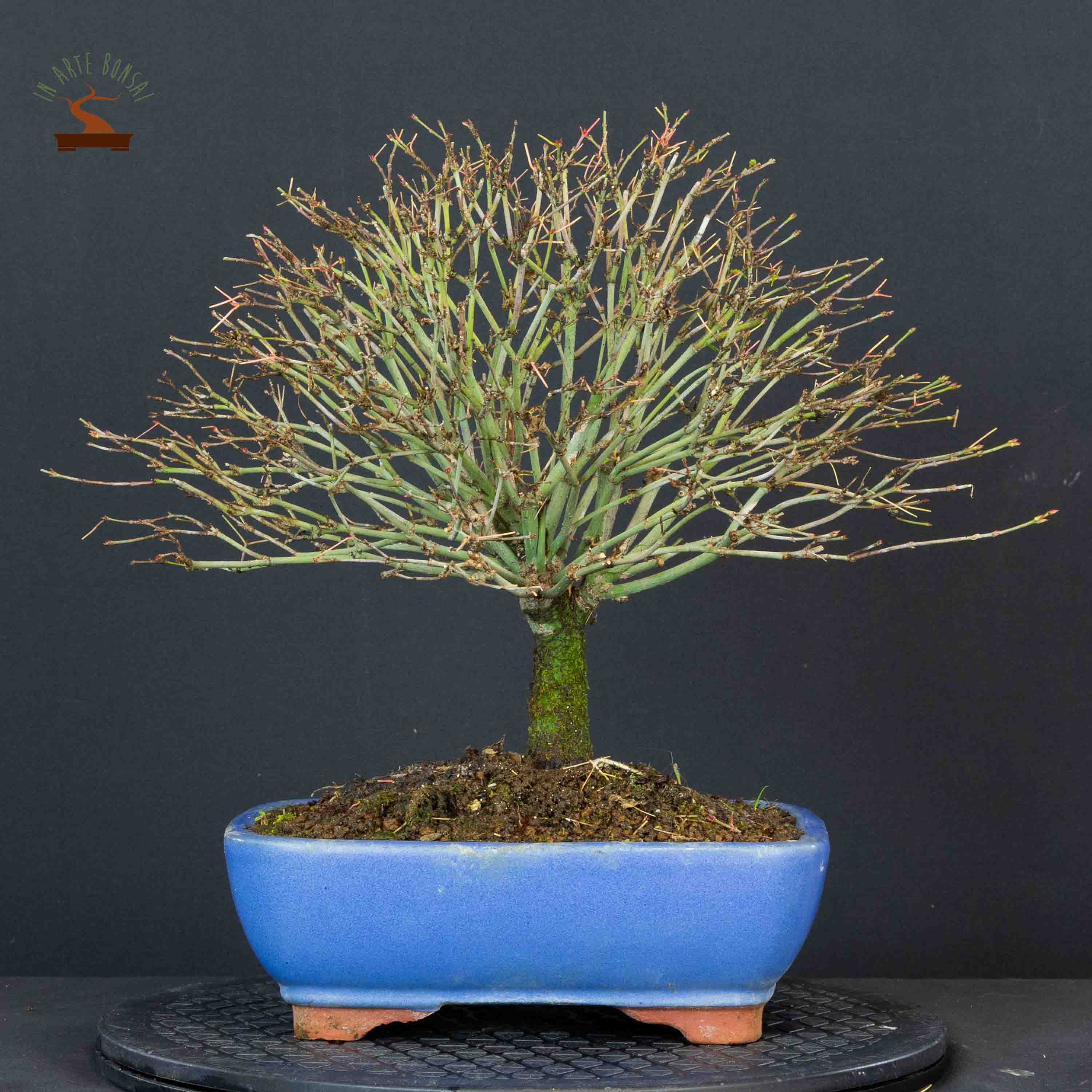 Acer palmatum var. kyohime