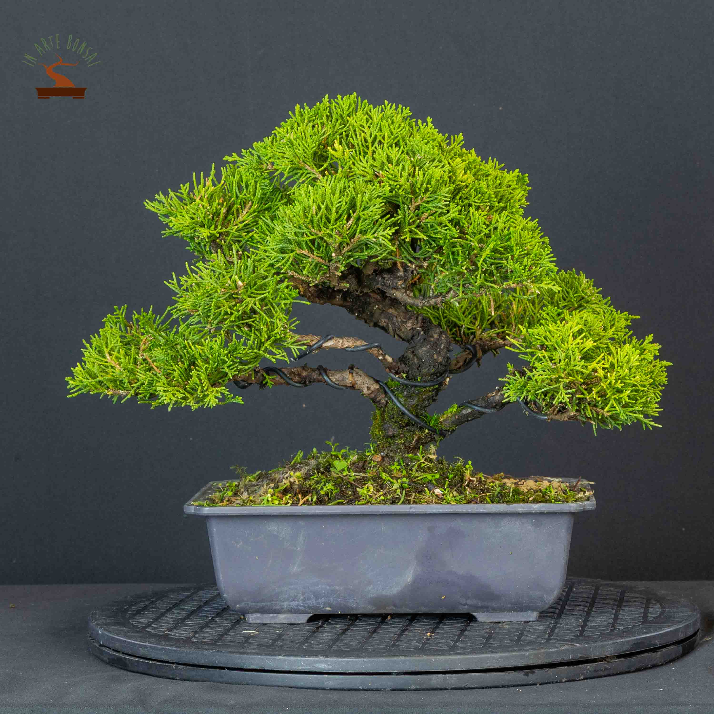 Juniperus chinensis var. Itoigawa